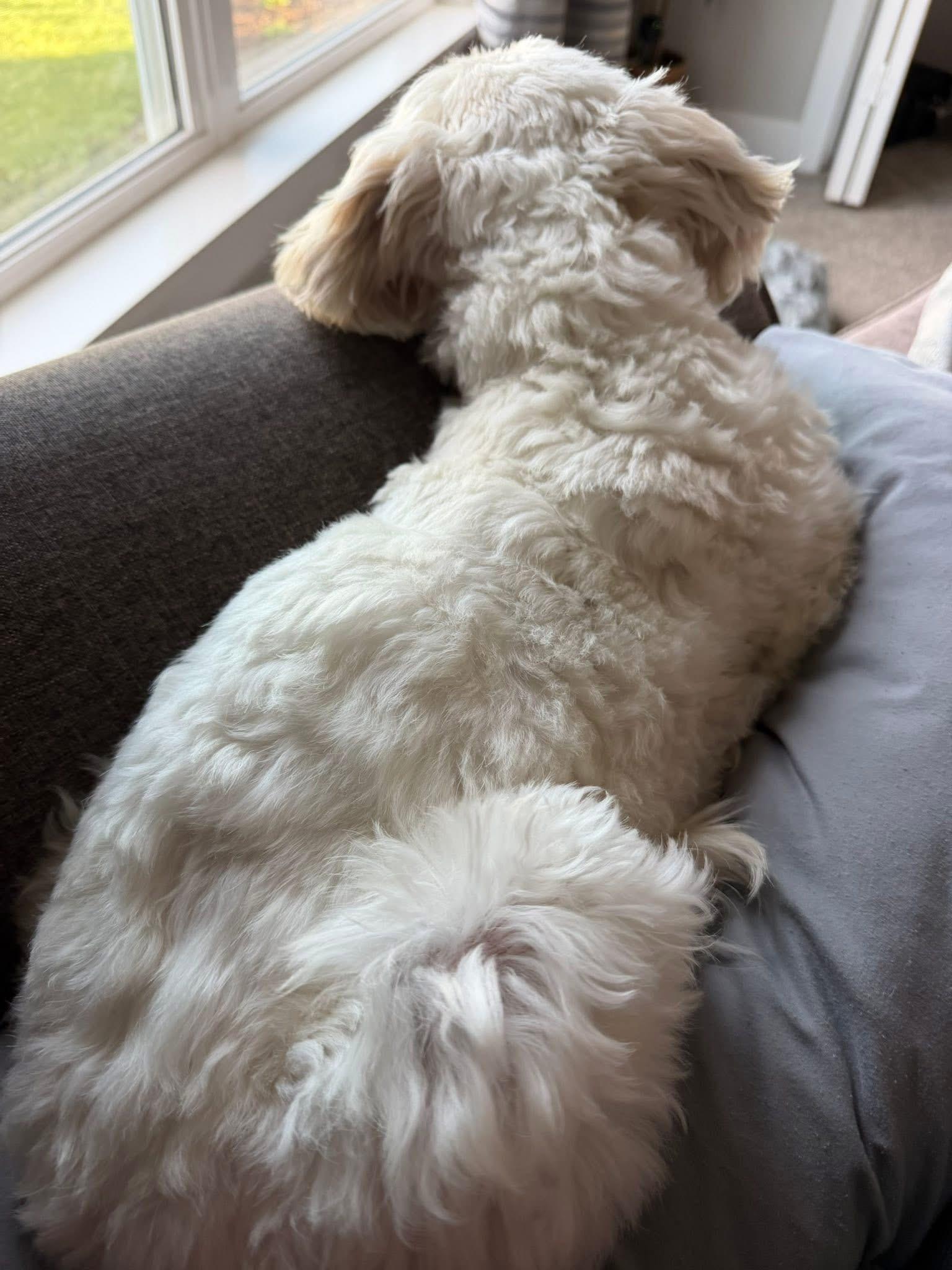 Enlarge Piper, an adopted Maltipoo in Bennington , NE image 3/6