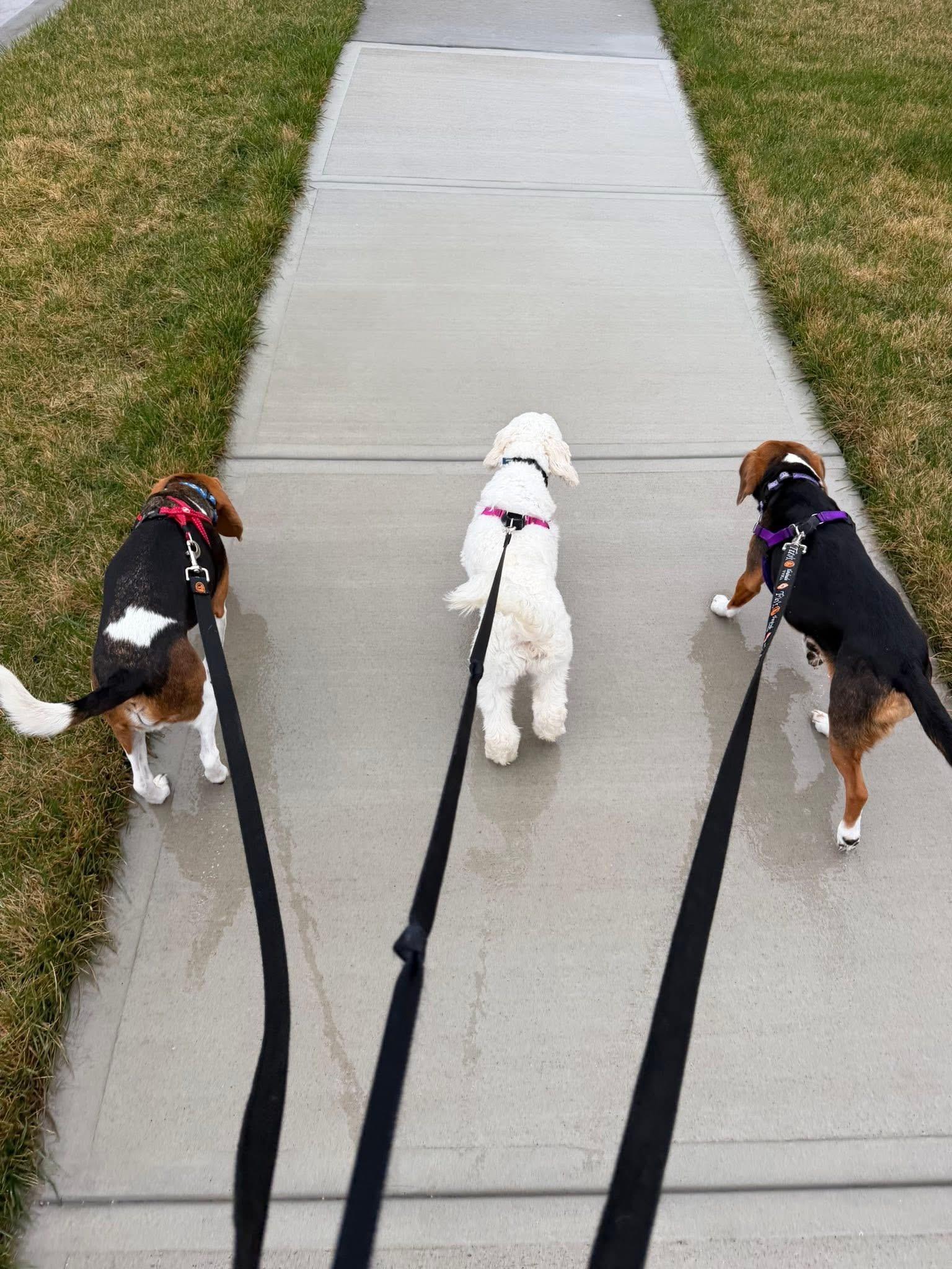 Enlarge Piper, an adopted Maltipoo in Bennington , NE image 2/6