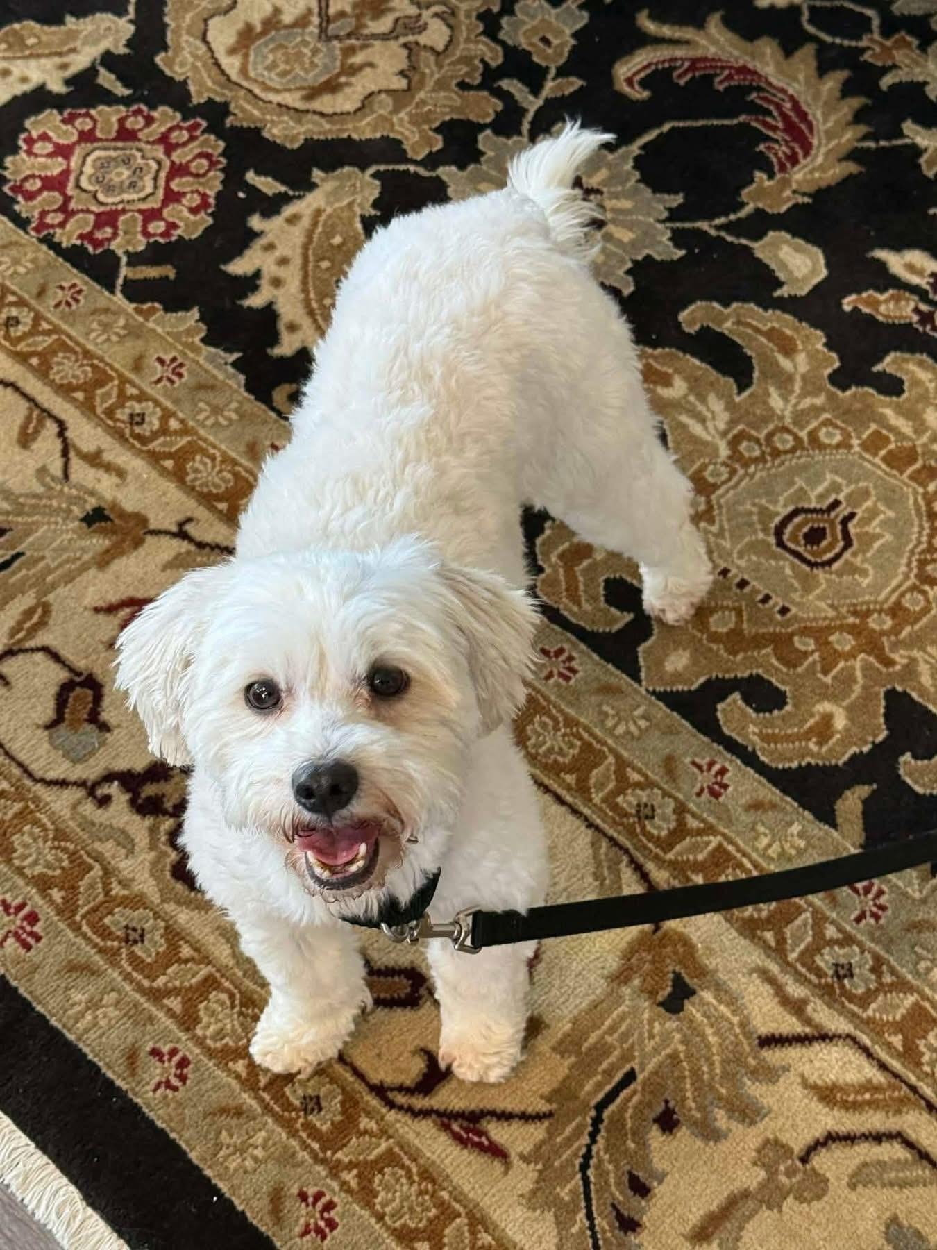 Enlarge Piper, an adopted Maltipoo in Bennington , NE image 5/6