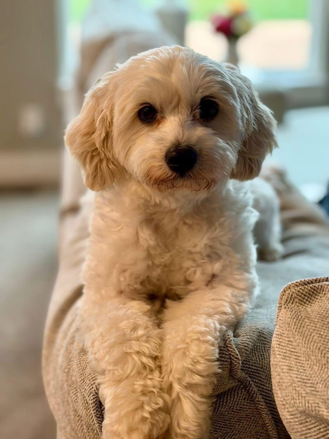 Piper, adopted, Adult Female Maltipoo.