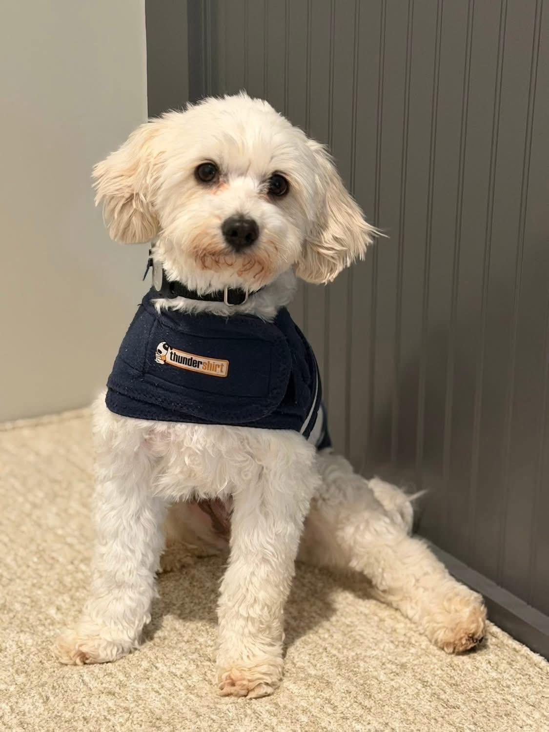 Enlarge Piper, an adopted Maltipoo in Bennington , NE image 4/6