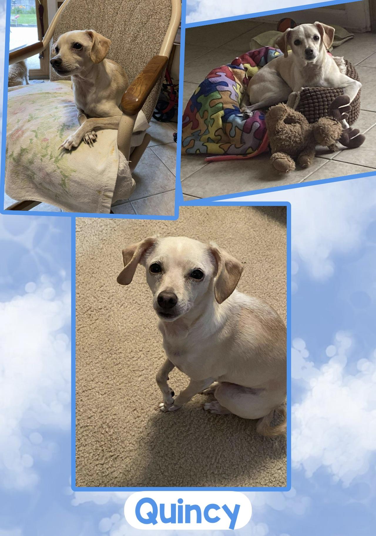 Quincy, adopted, Adult Male Chihuahua & Italian Greyhound.