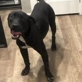 Enlarge Milo - Transport Available, a Adoptable mixed breed in North Bergen, NJ image 3/5
