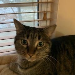 Enlarge Jackie, a ADOPTABLE Domestic Short Hair in West Bloomfield, MI image 1/2