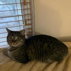 Enlarge Jackie, a ADOPTABLE Domestic Short Hair in West Bloomfield, MI image 2/2