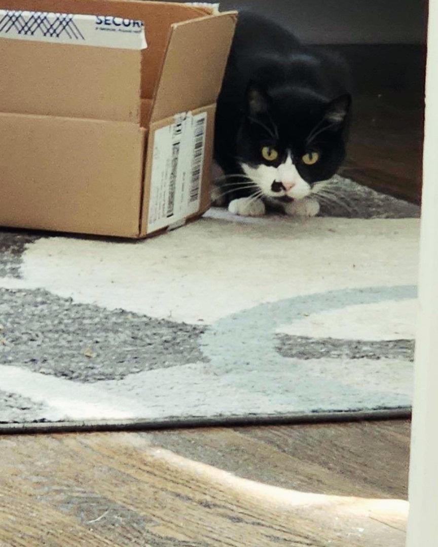 Enlarge Celeste, a Adoptable Domestic Short Hair in Levittown, PA image 2/4