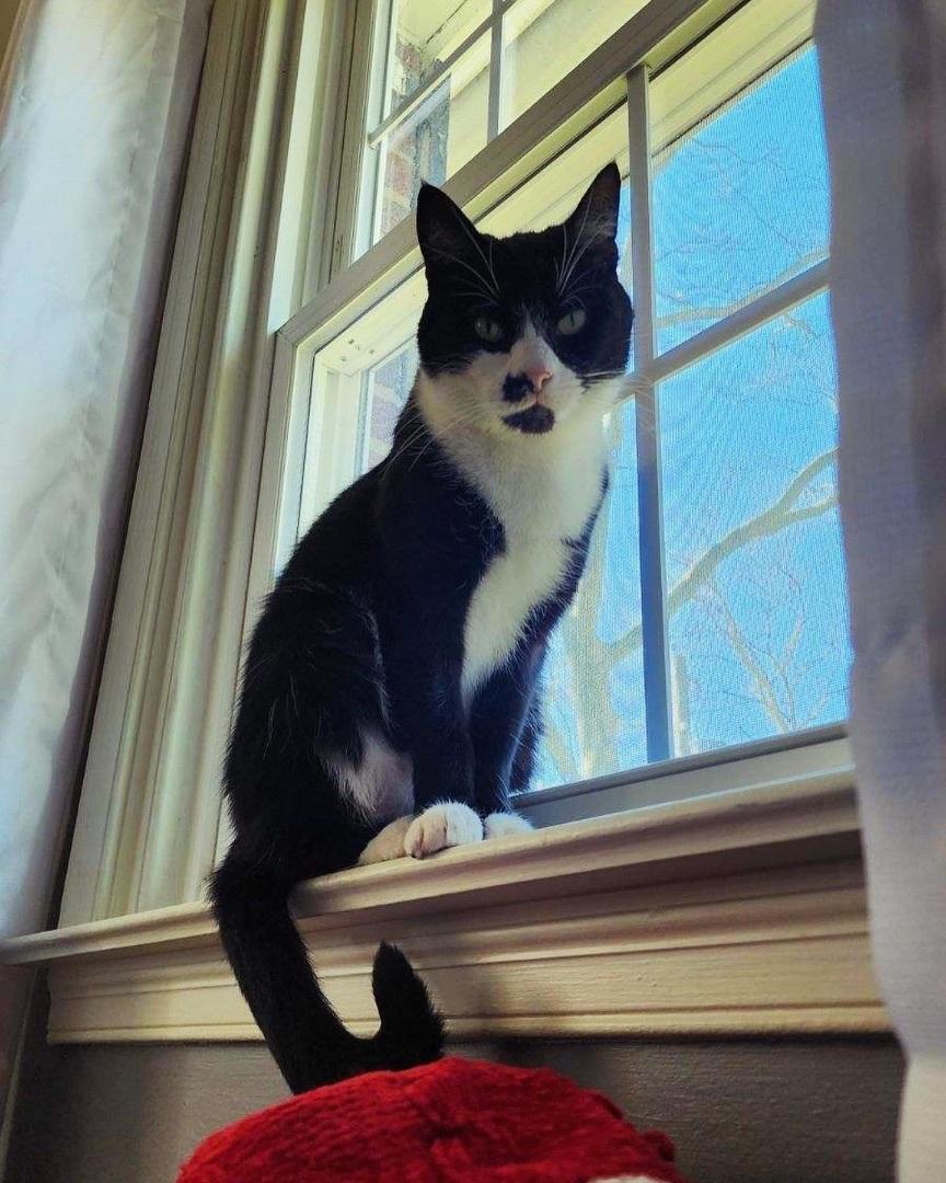 Enlarge Celeste, a Adoptable Domestic Short Hair in Levittown, PA image 3/4