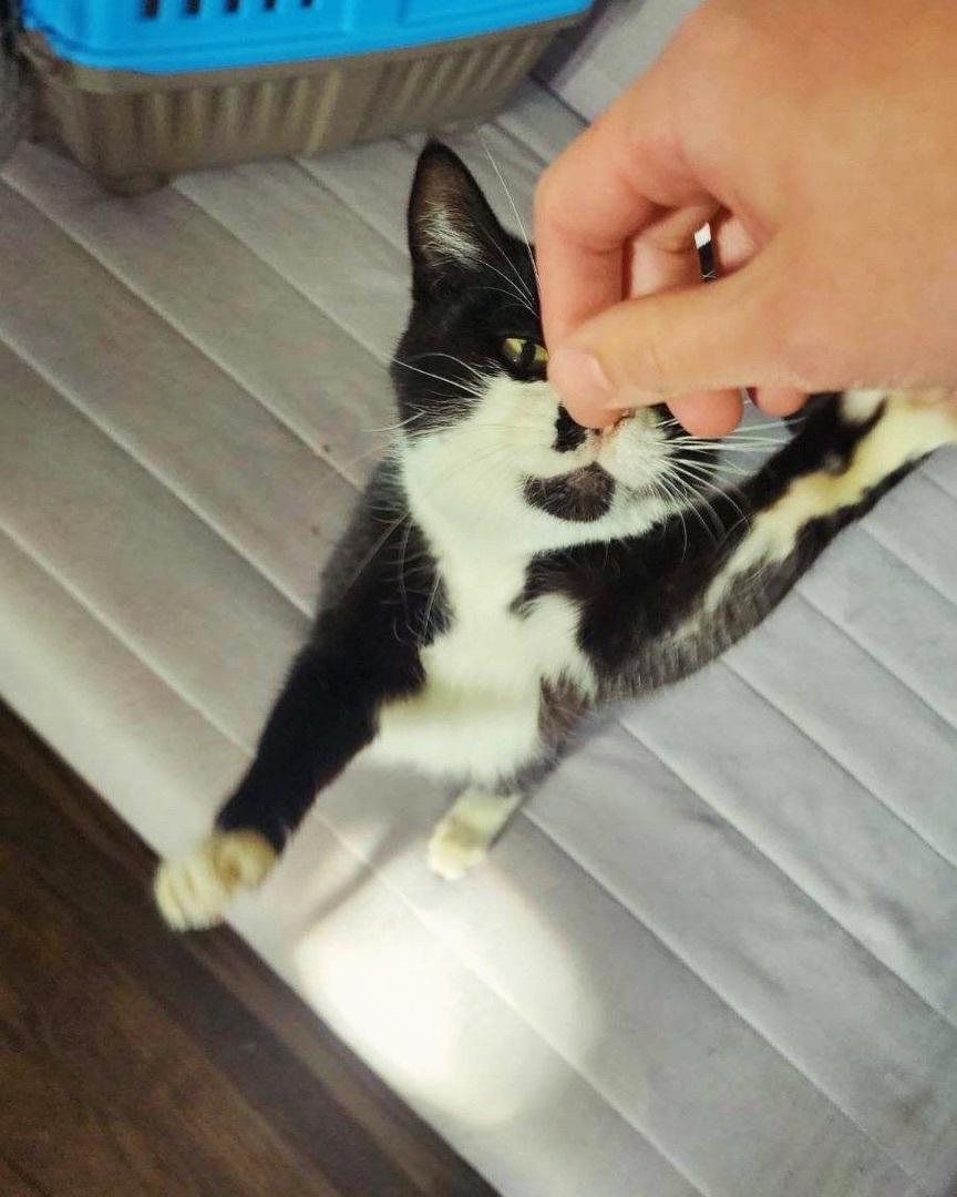 Enlarge Celeste, a Adoptable Domestic Short Hair in Levittown, PA image 4/4