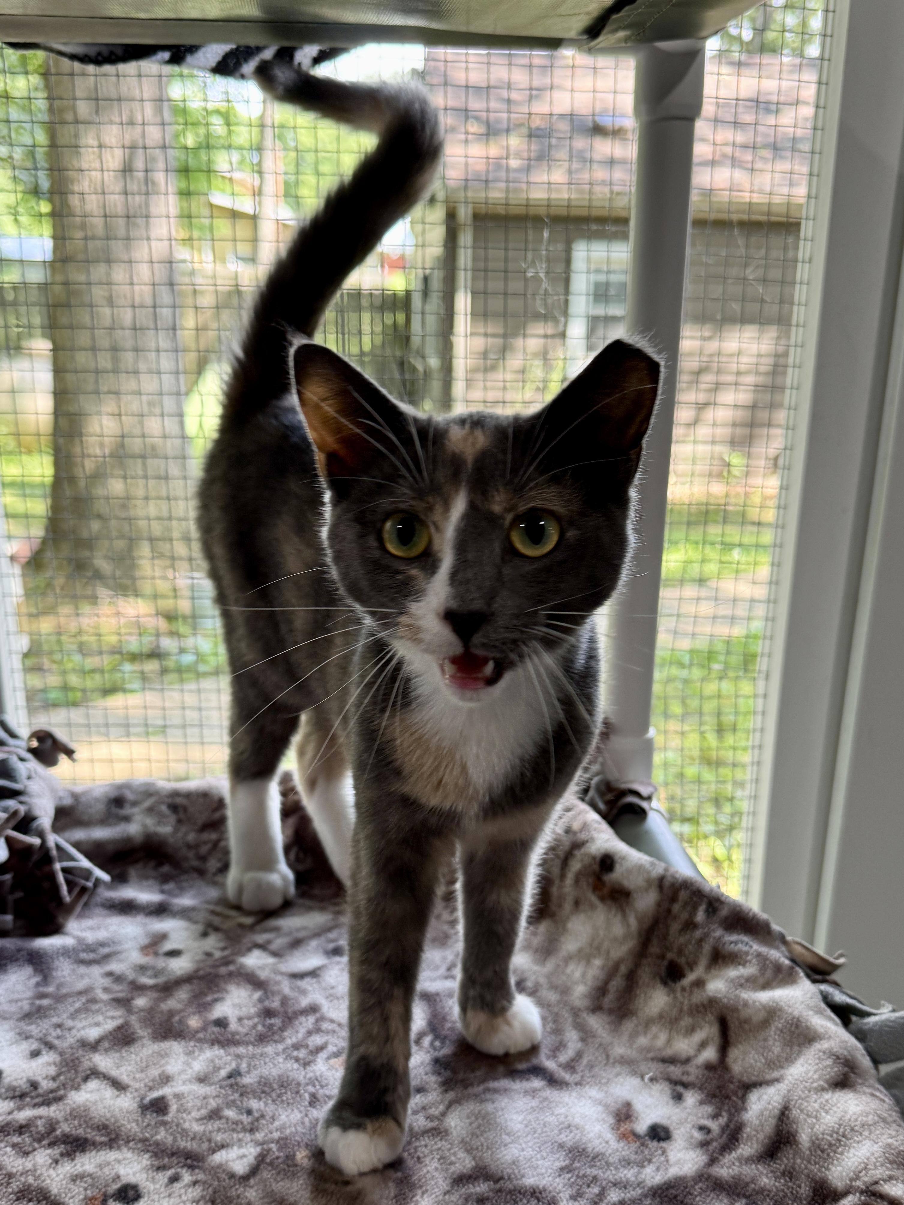 Maggie, a ADOPTABLE Domestic Short Hair in Ashland, OH image 2/6