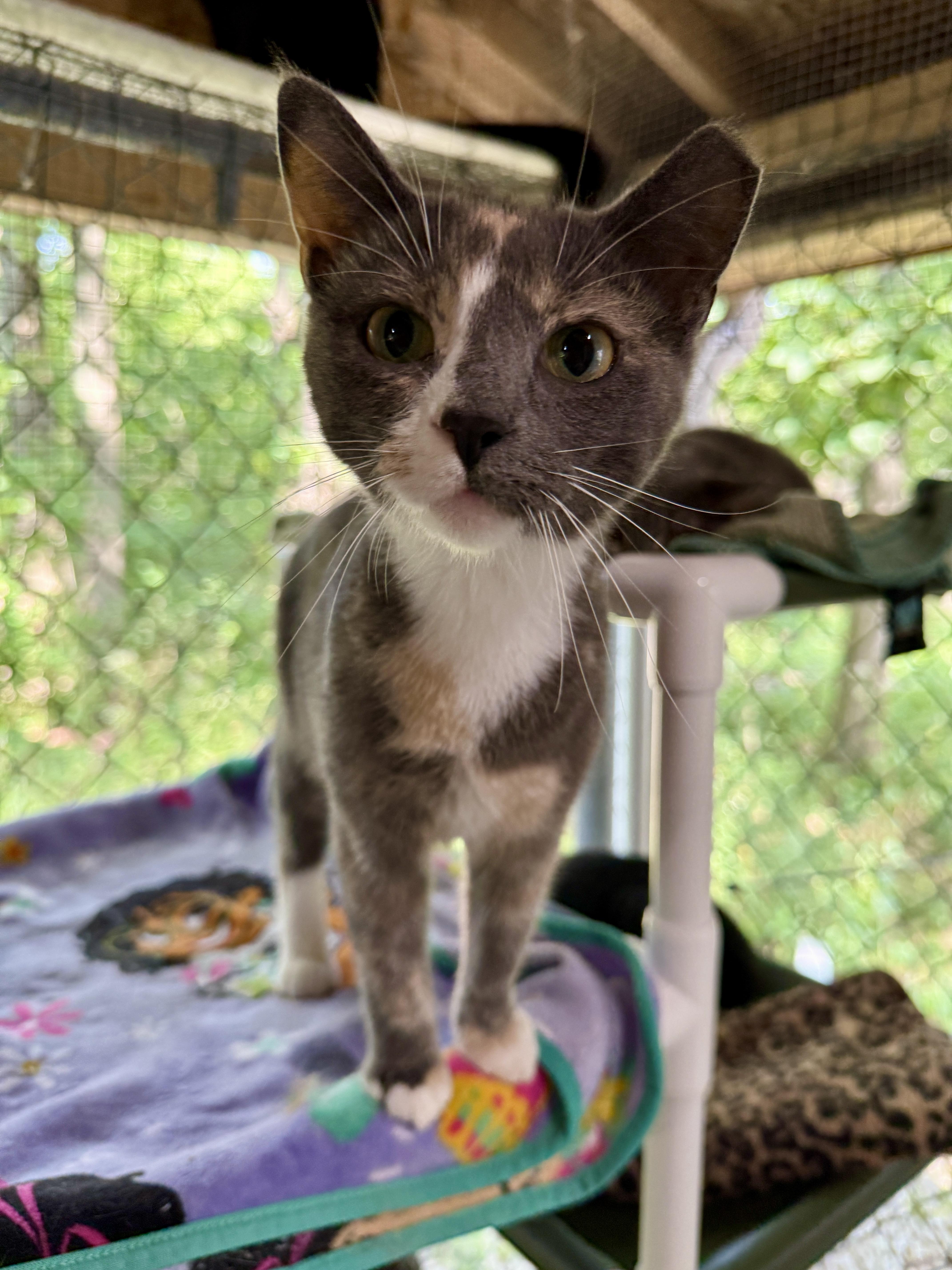 Maggie, a ADOPTABLE Domestic Short Hair in Ashland, OH image 4/6
