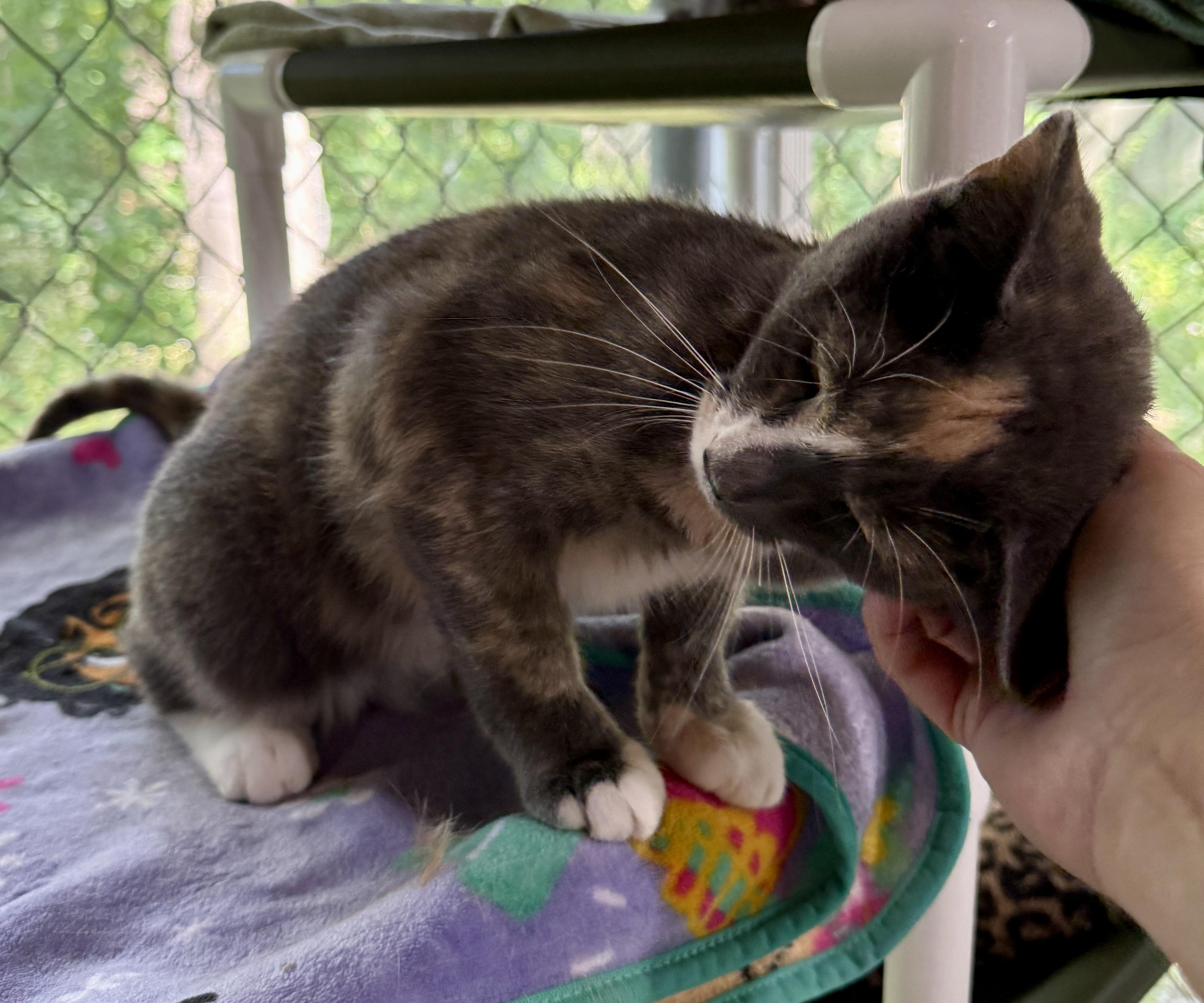 Maggie, a ADOPTABLE Domestic Short Hair in Ashland, OH image 3/6
