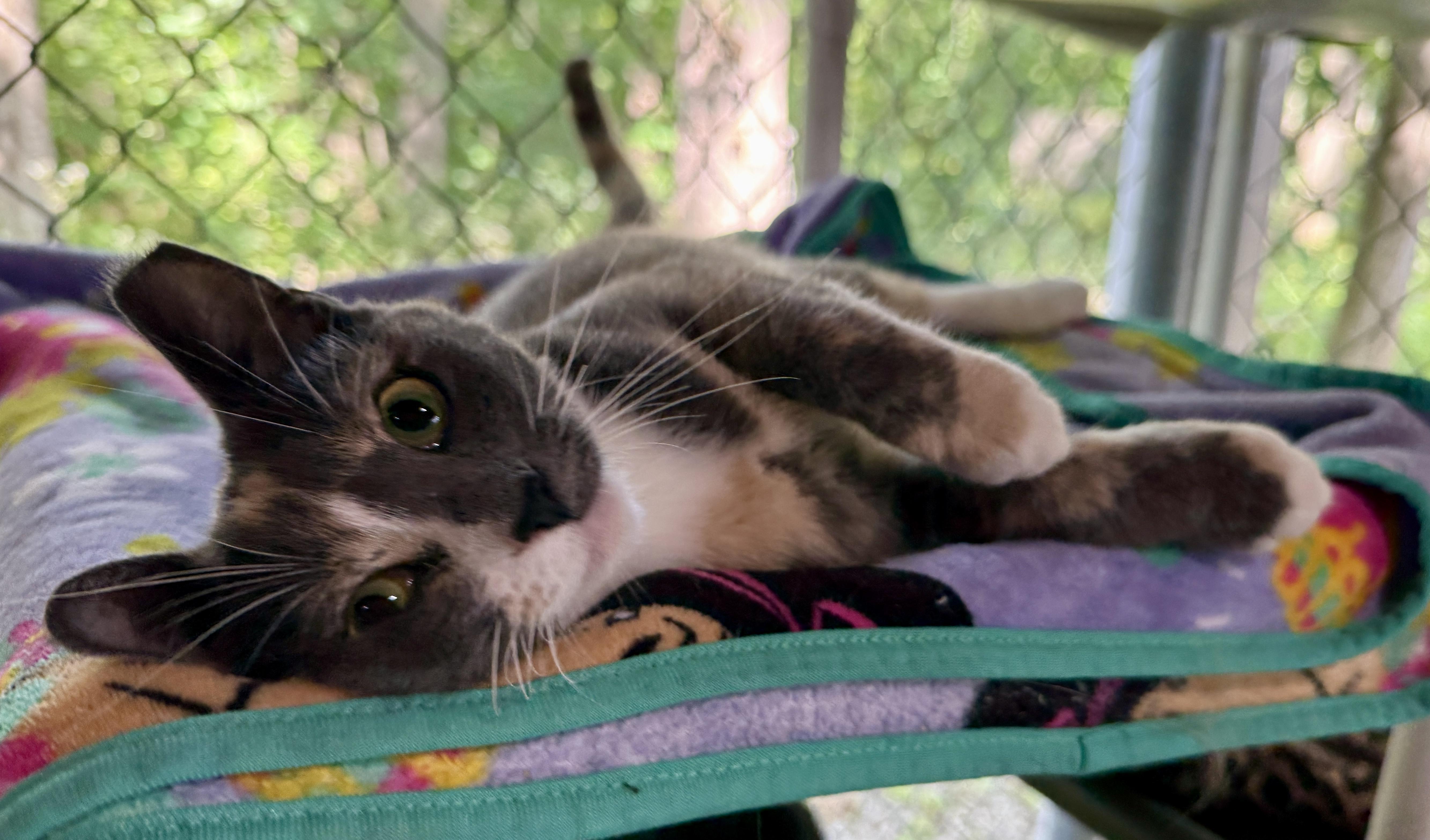 Maggie, a ADOPTABLE Domestic Short Hair in Ashland, OH image 6/6
