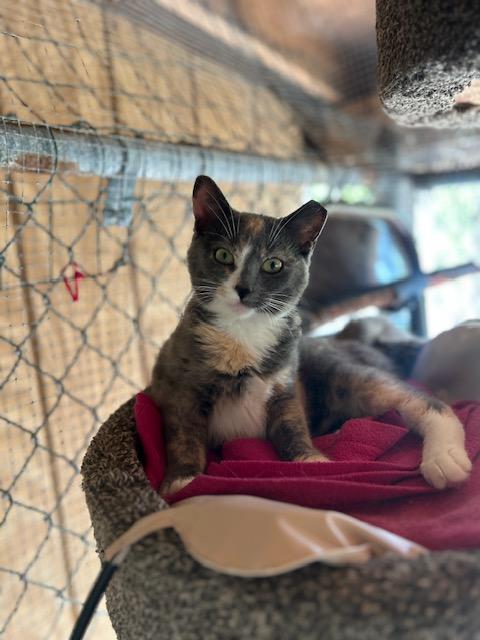 Enlarge Maggie (bonded with Ellie), a ADOPTABLE Domestic Short Hair in Ashland, OH image 2/2