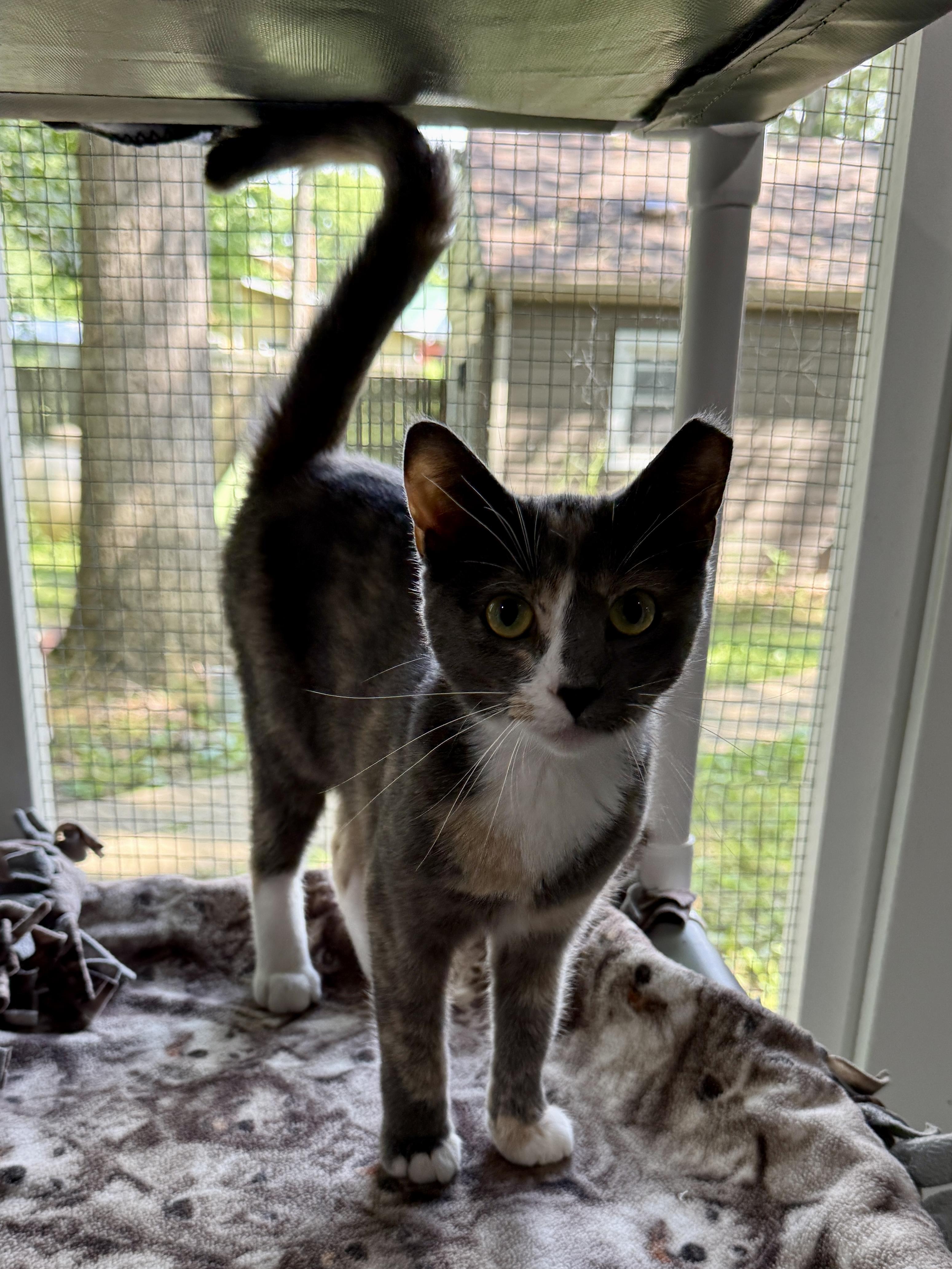 Maggie, a ADOPTABLE Domestic Short Hair in Ashland, OH image 1/6