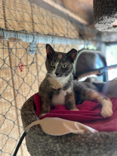Enlarge Maggie (bonded with Ellie), a ADOPTABLE Domestic Short Hair in Ashland, OH image 1/2