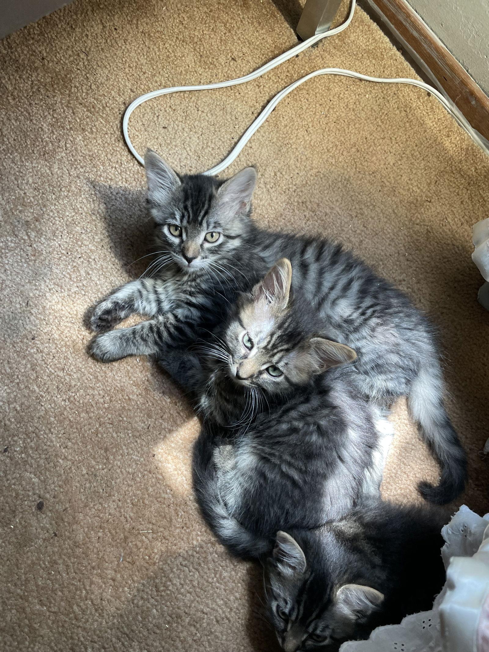 Enlarge Cindy, a Adoptable Domestic Medium Hair in Davis, CA image 1/3