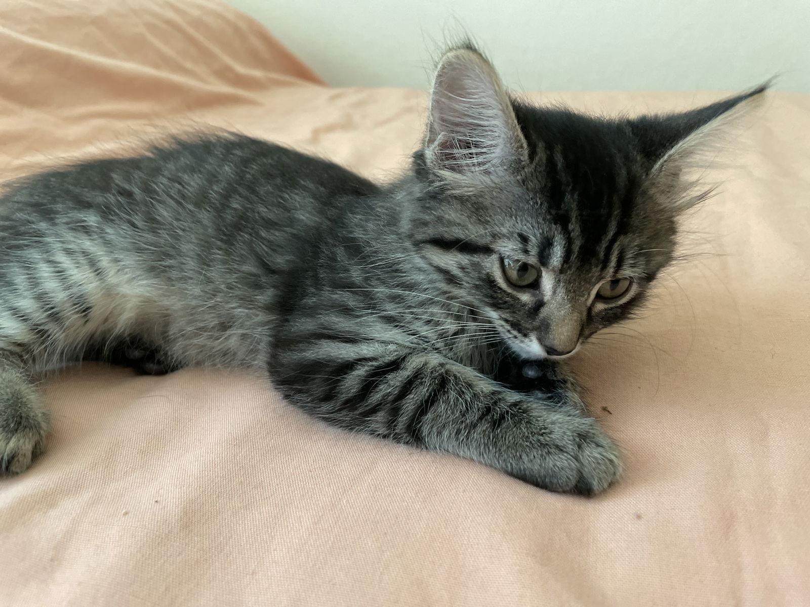 Enlarge Cindy, a Adoptable Domestic Medium Hair in Davis, CA image 2/3