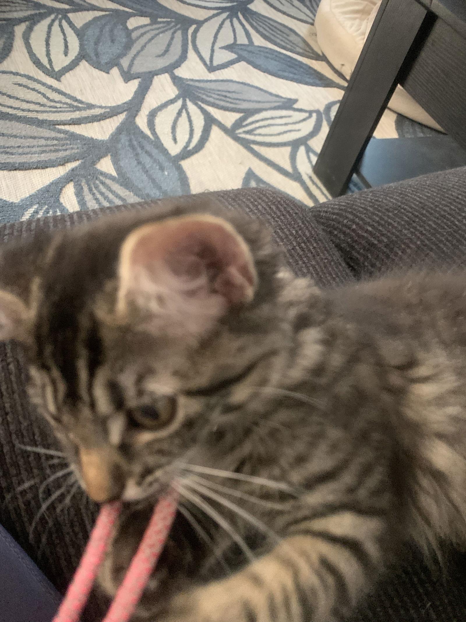 Enlarge Cindy, a Adoptable Domestic Medium Hair in Davis, CA image 3/3