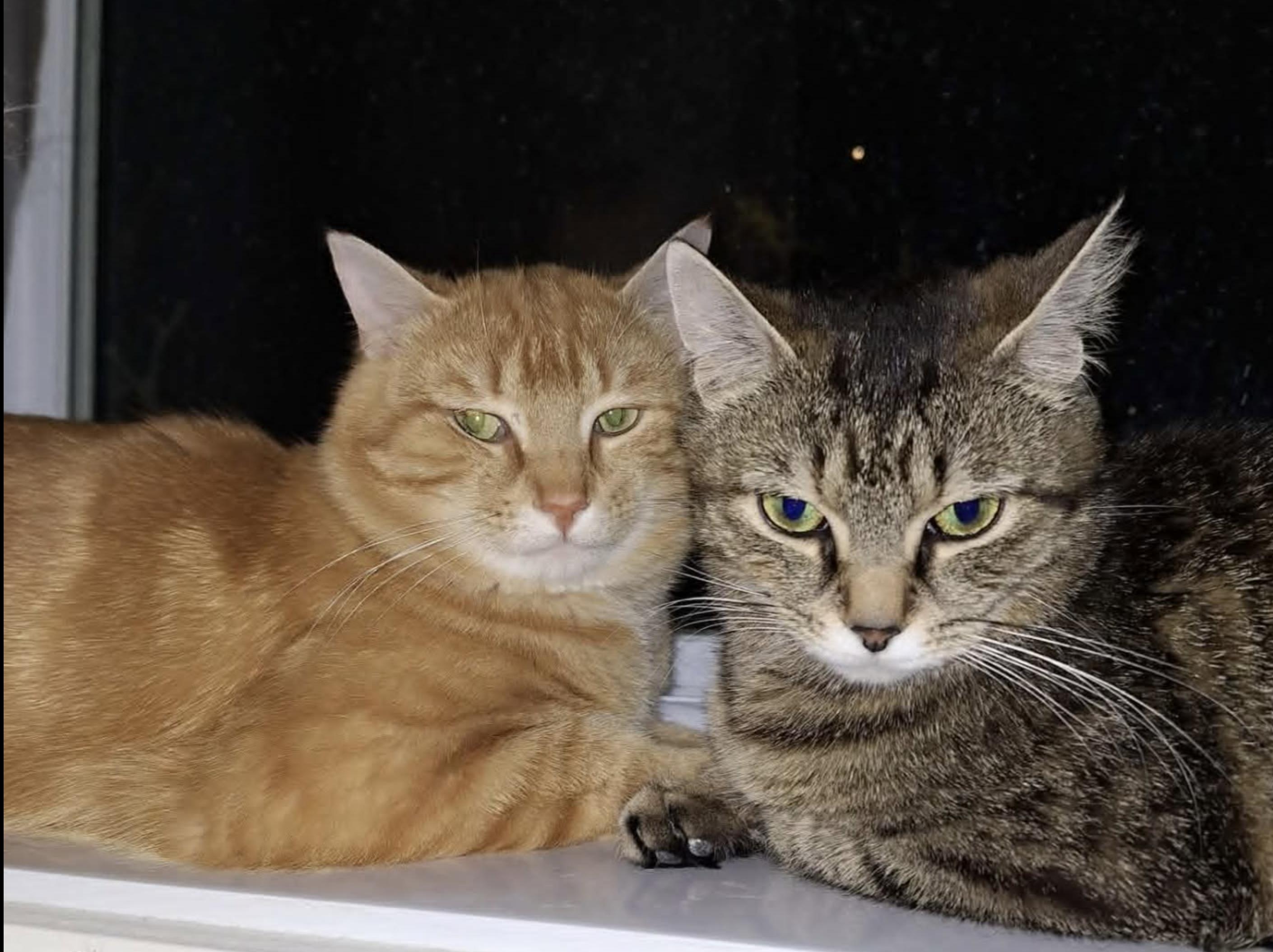 Brandy & Opie, Adoptable, Adult Male American Shorthair.