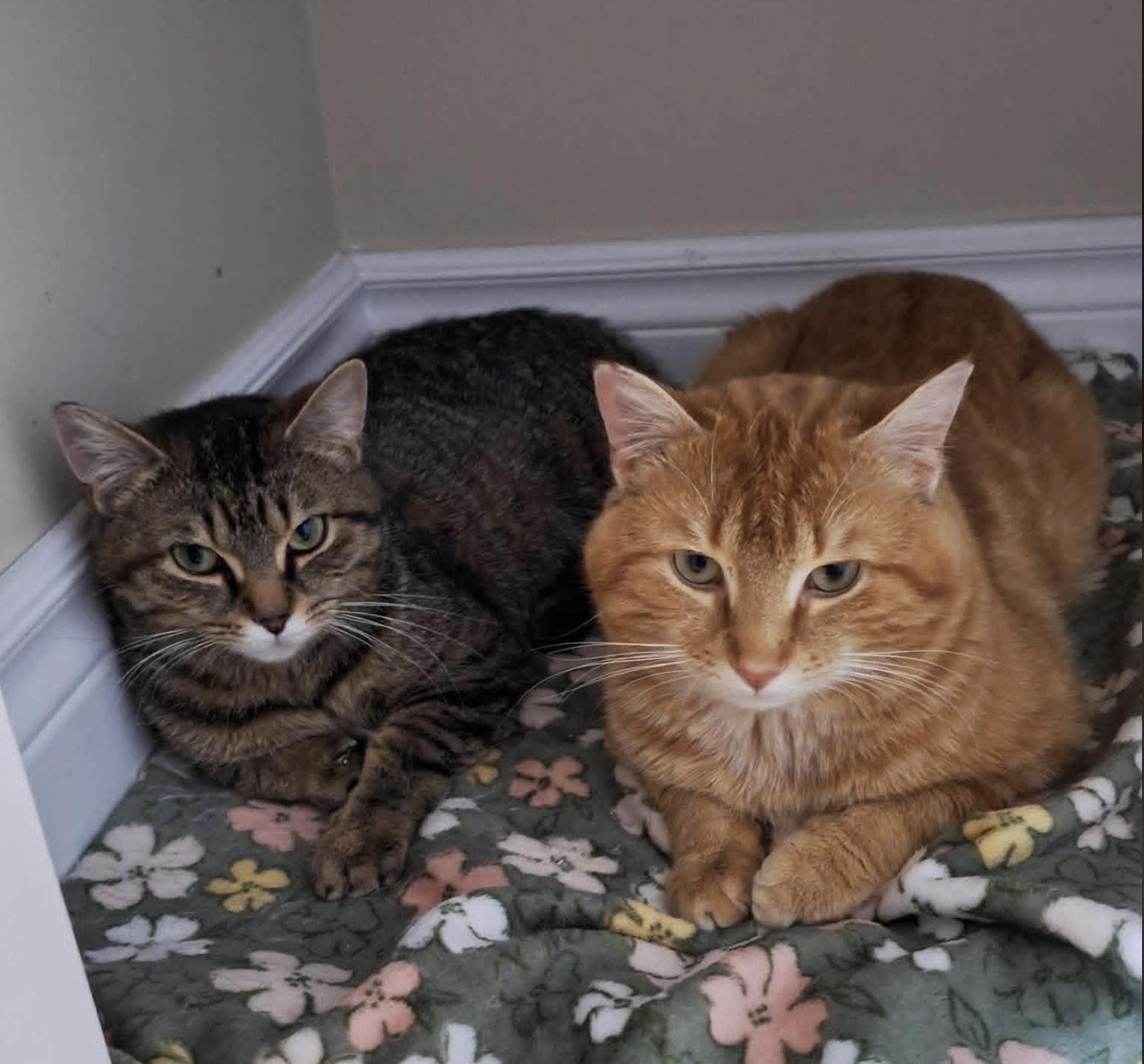 Enlarge Brandy & Opie, a Adoptable American Shorthair in Verdun, QC image 2/2