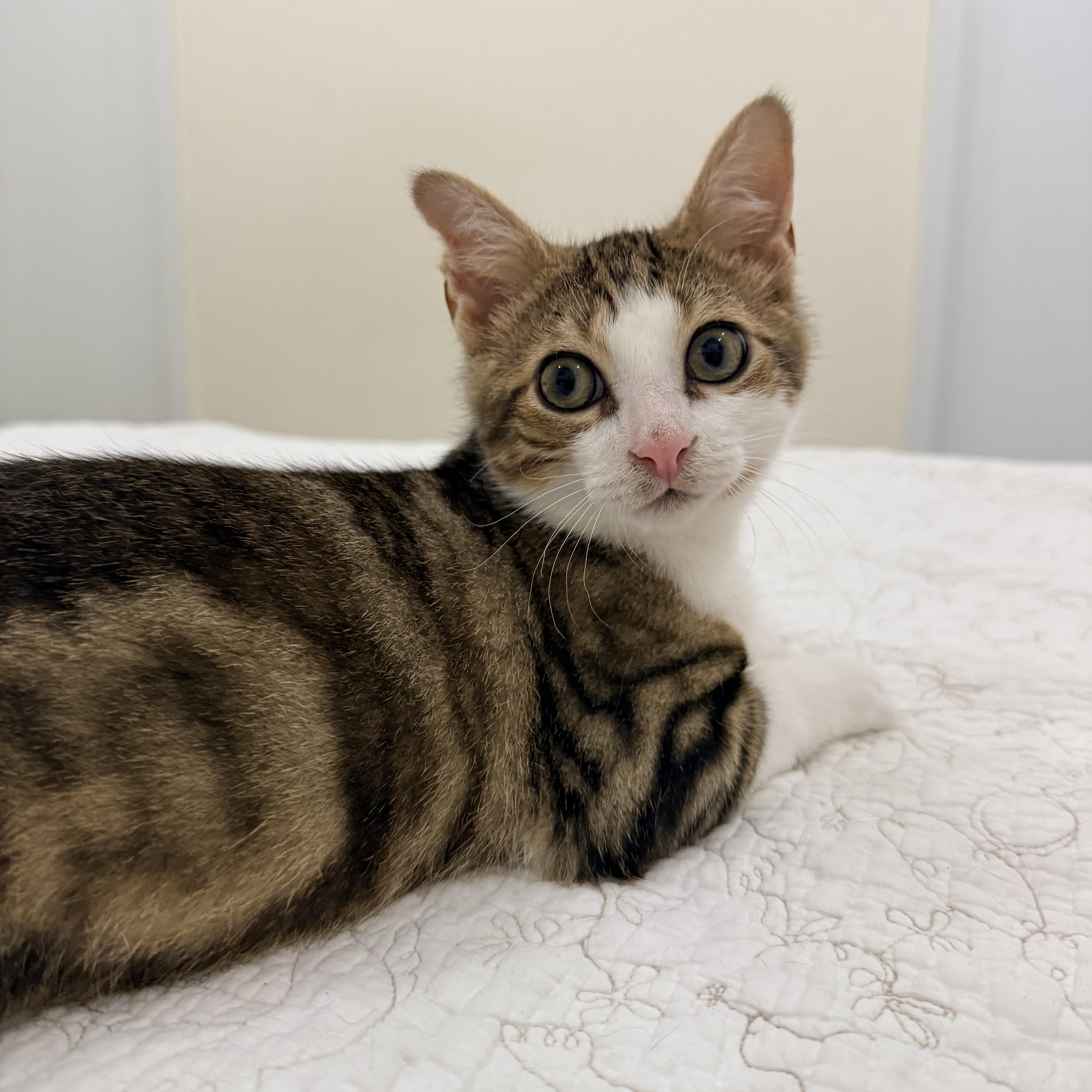 President Palmer, a ADOPTABLE Domestic Short Hair in brooklyn, NY image 4/6
