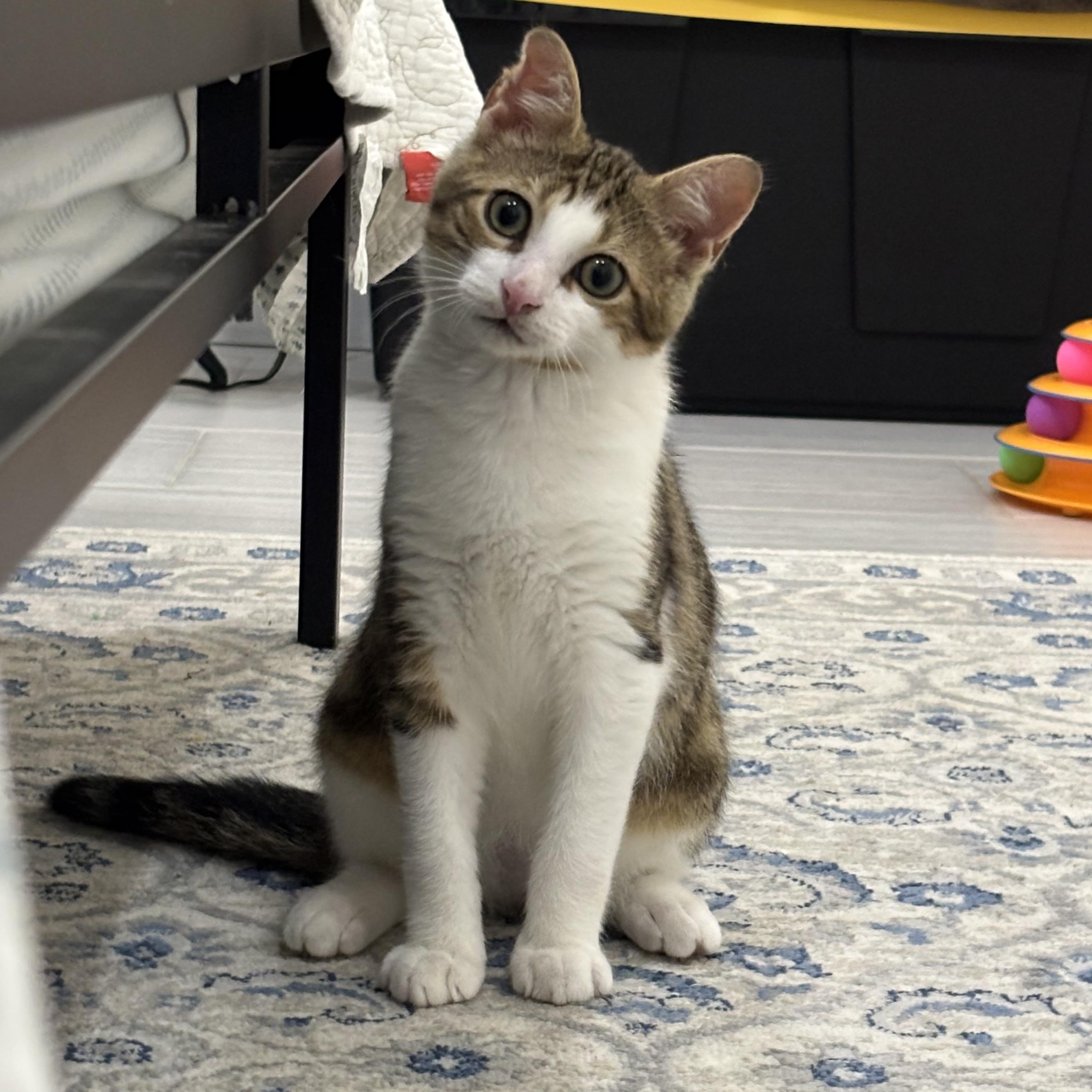 President Palmer, a ADOPTABLE Domestic Short Hair in brooklyn, NY image 1/6