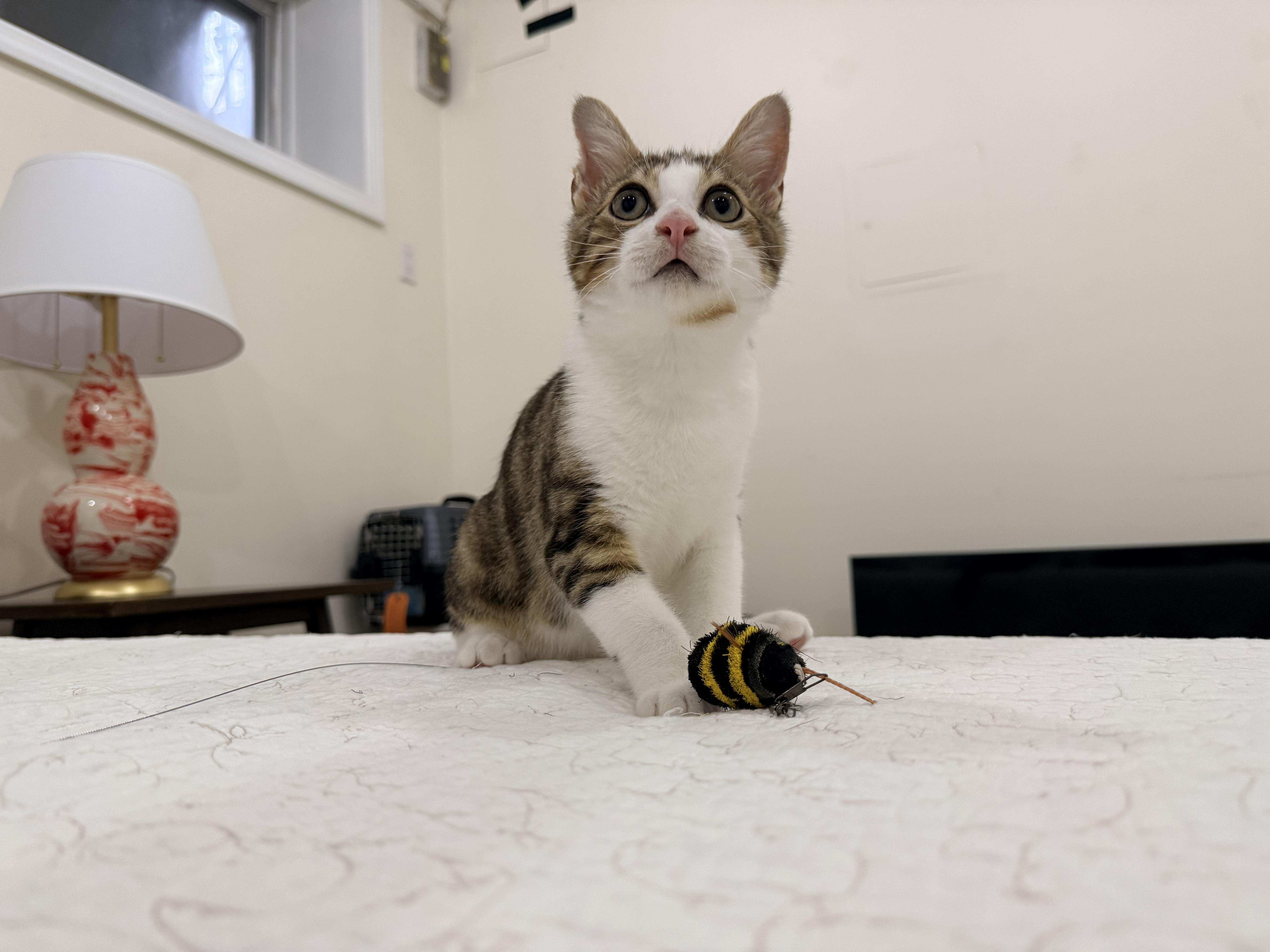 President Palmer, a ADOPTABLE Domestic Short Hair in brooklyn, NY image 5/6