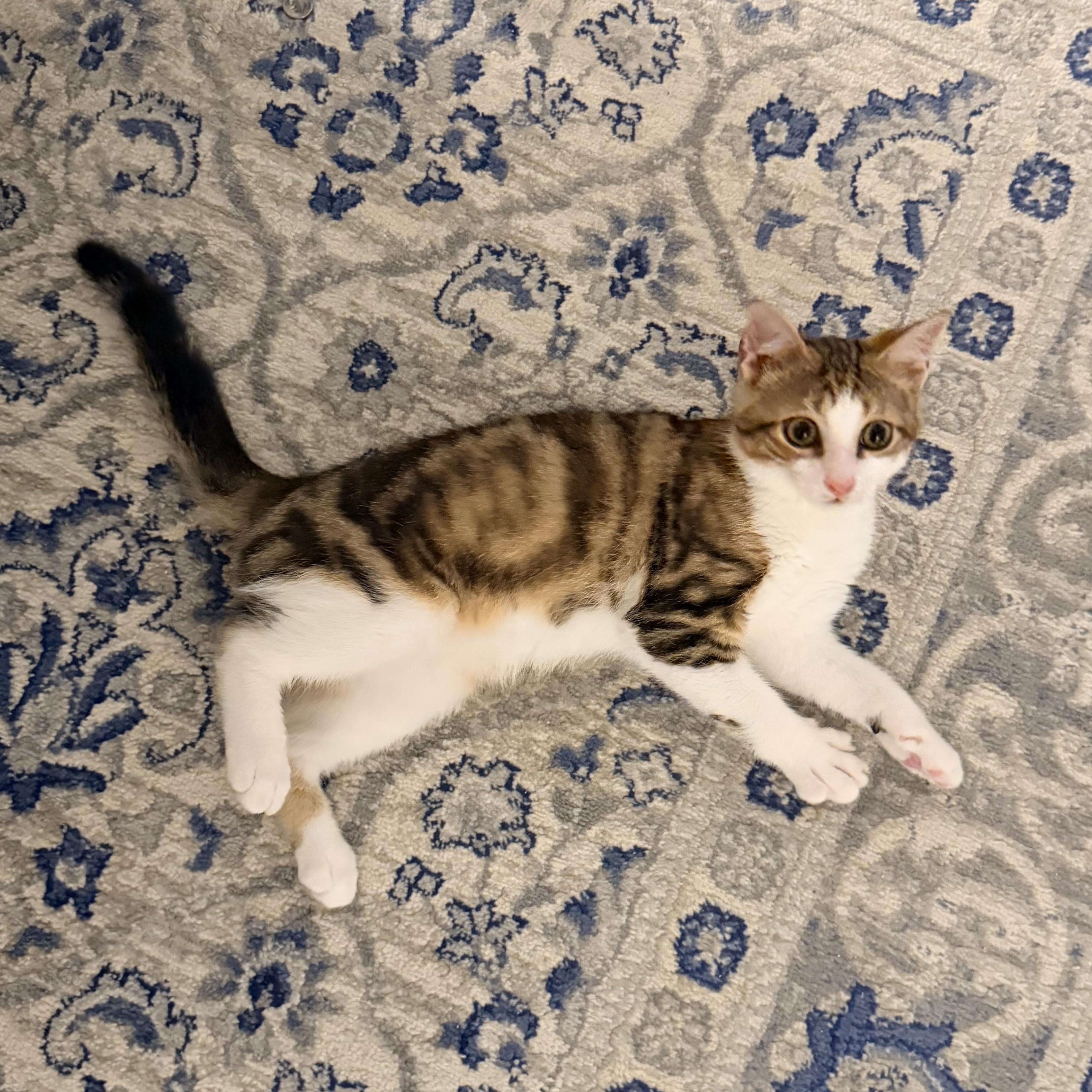 President Palmer, a ADOPTABLE Domestic Short Hair in brooklyn, NY image 3/6