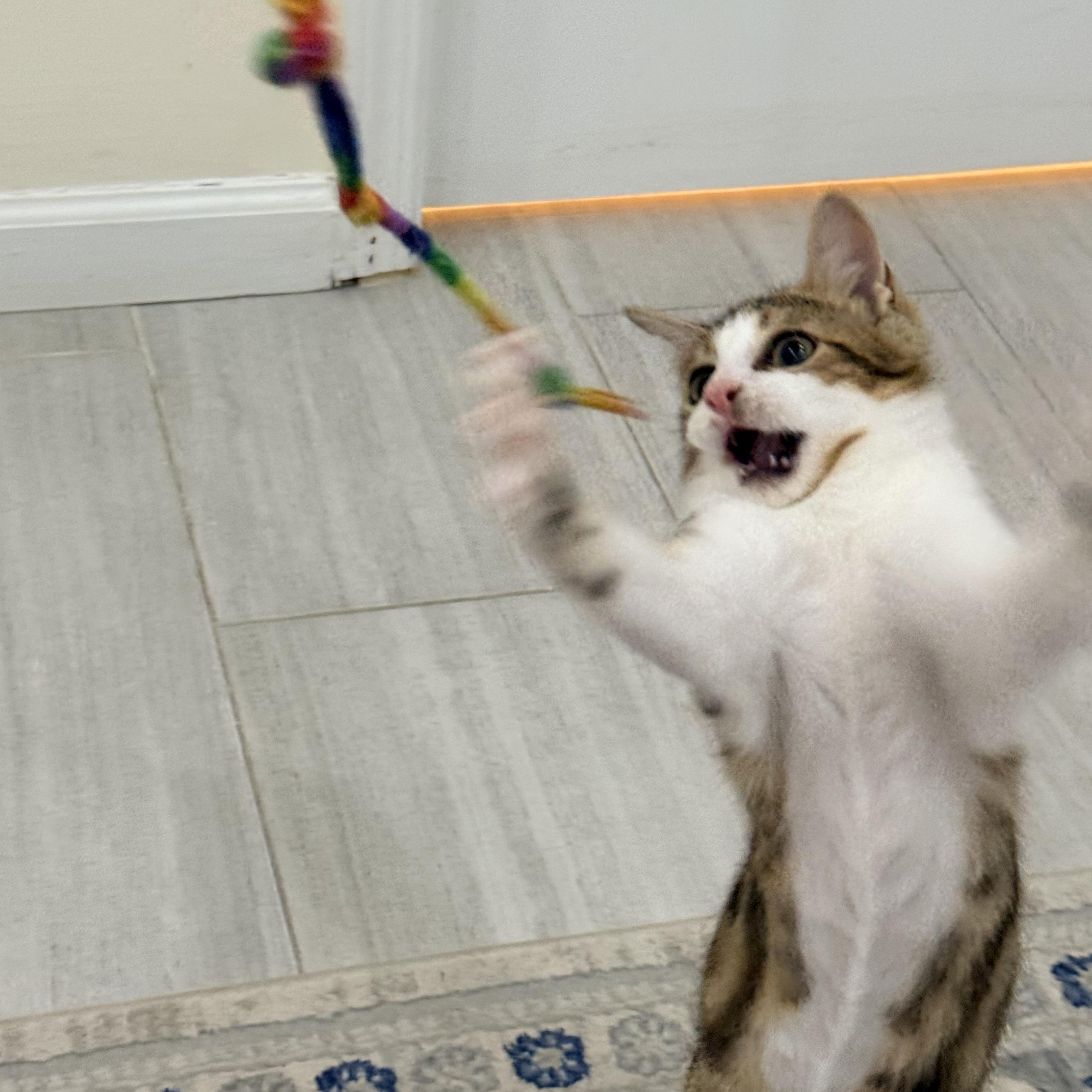 President Palmer, a ADOPTABLE Domestic Short Hair in brooklyn, NY image 6/6