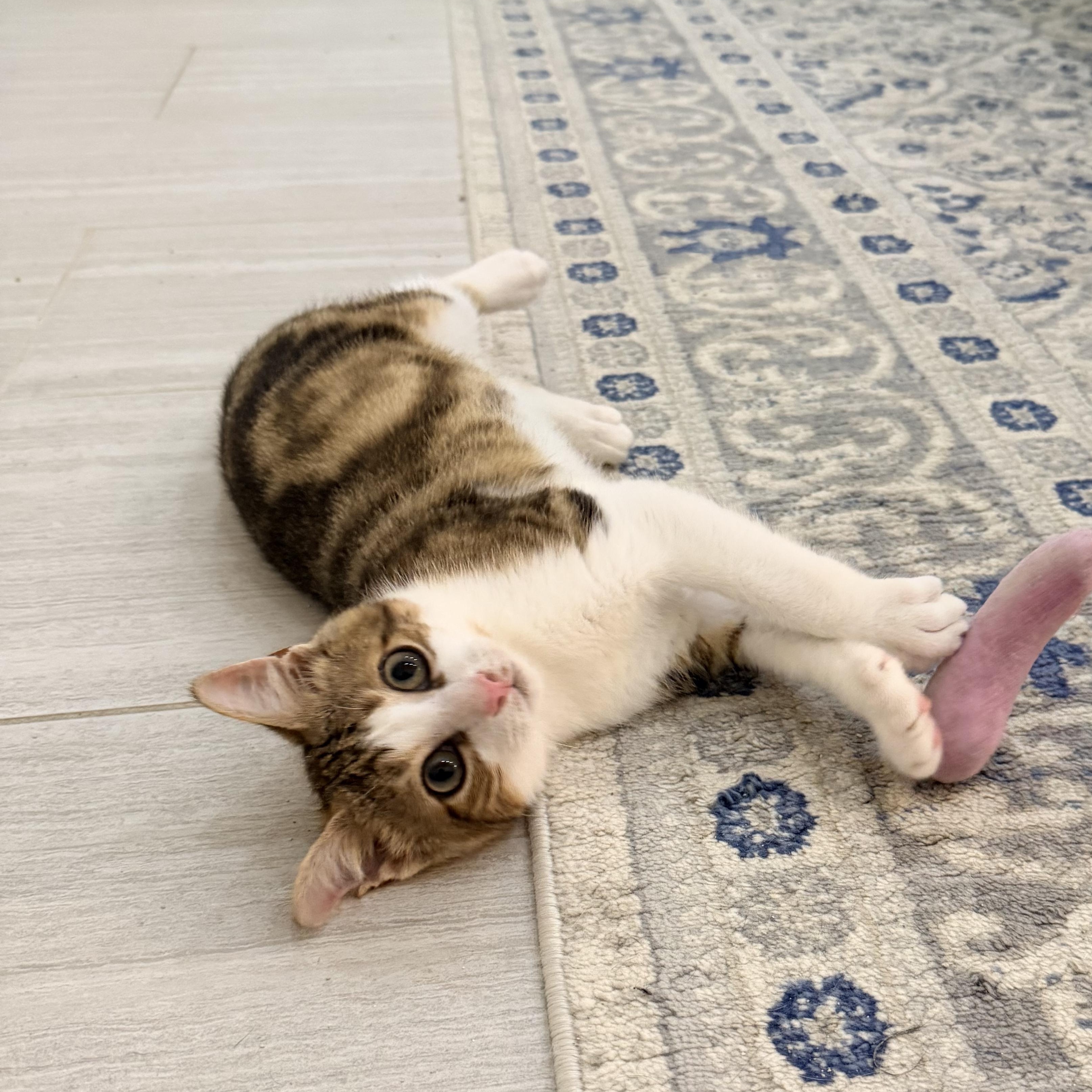 President Palmer, a ADOPTABLE Domestic Short Hair in brooklyn, NY image 2/6