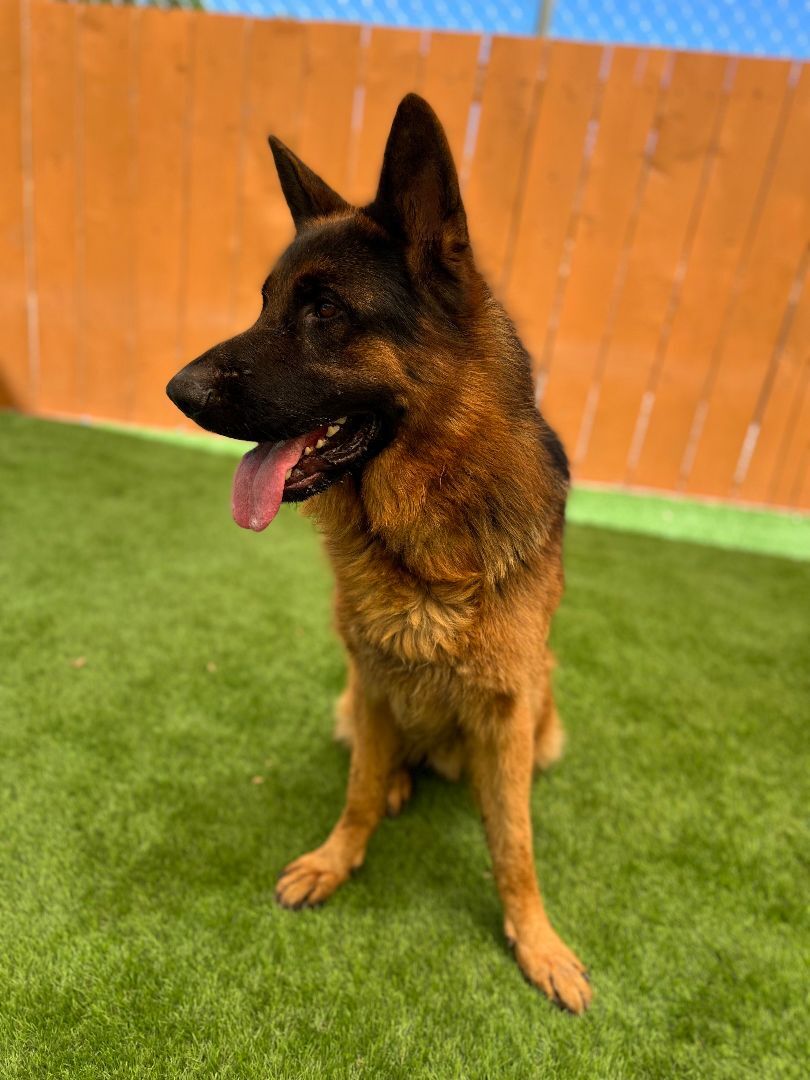 Ragnar, Adoptable, Adult Male German Shepherd Dog.