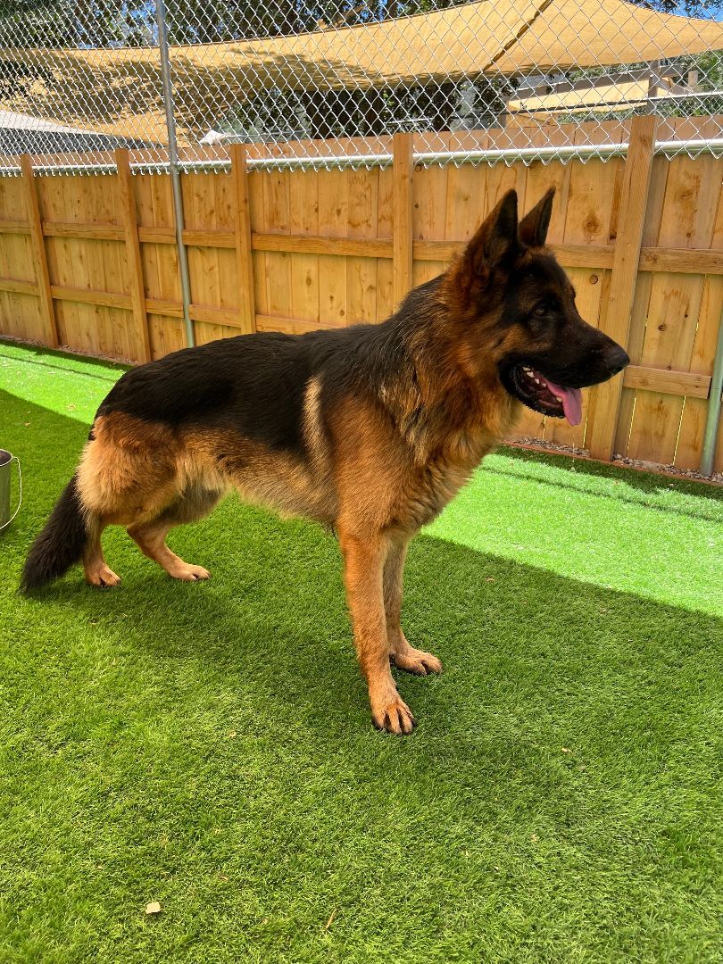 Enlarge Ragnar, a Adoptable German Shepherd Dog in San Diego, CA image 2/3