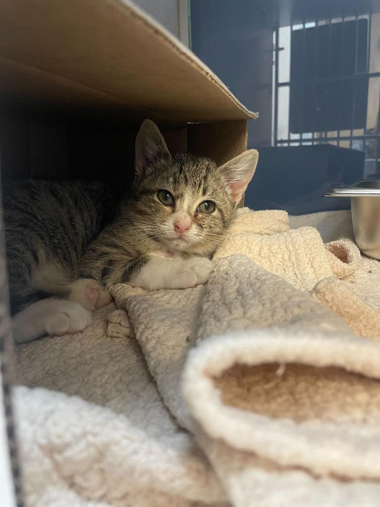 Leona, Adoptable, Kitten Female Domestic Short Hair.