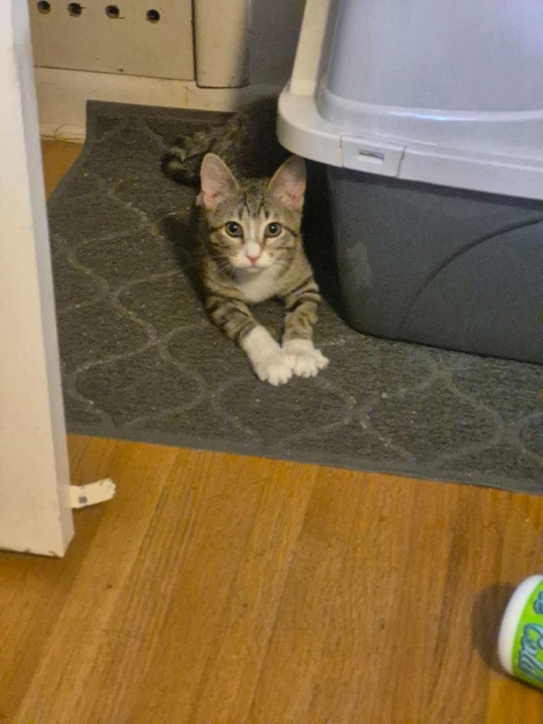 Enlarge Leona, a Adoptable mixed breed in Tulsa, OK image 2/6