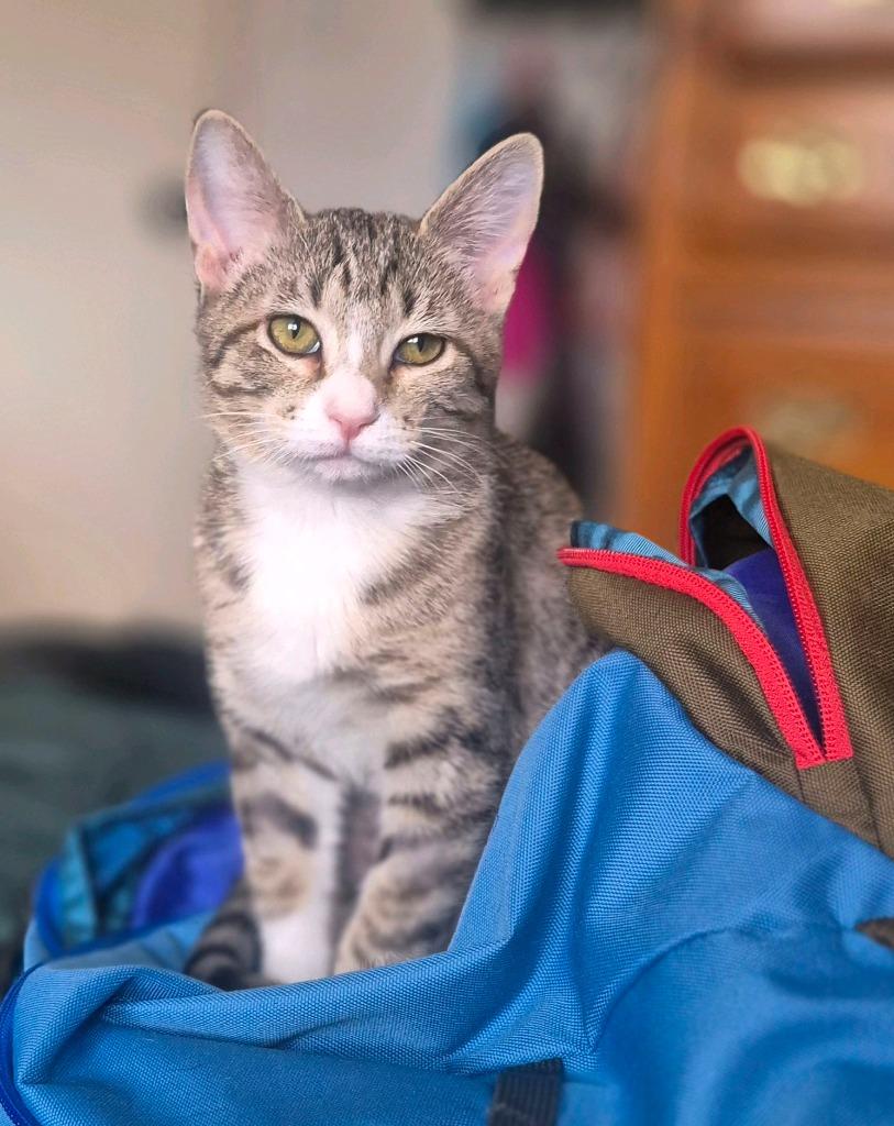 Enlarge Leona, a Adoptable mixed breed in Tulsa, OK image 3/6