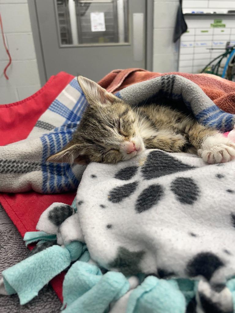 Enlarge Leona, a Adoptable mixed breed in Tulsa, OK image 6/6