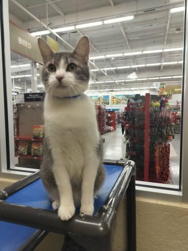 Zedd — thumbnail 2