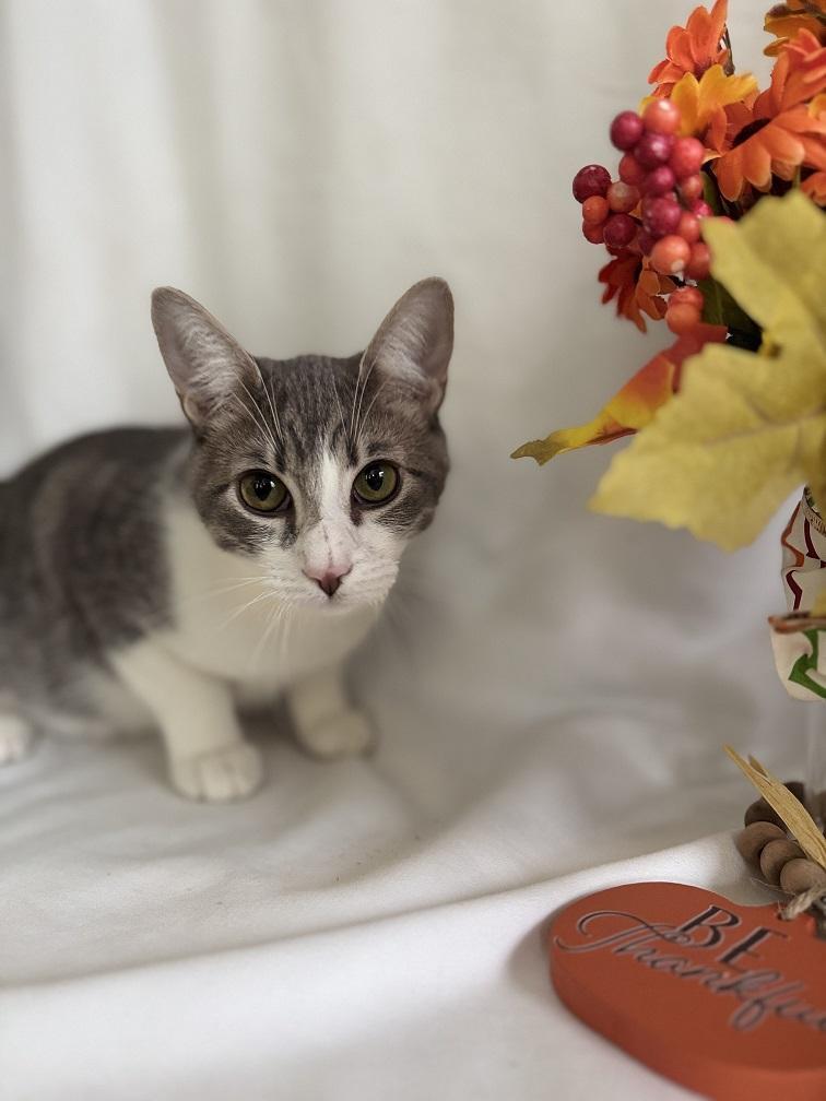 Zedd — thumbnail 3