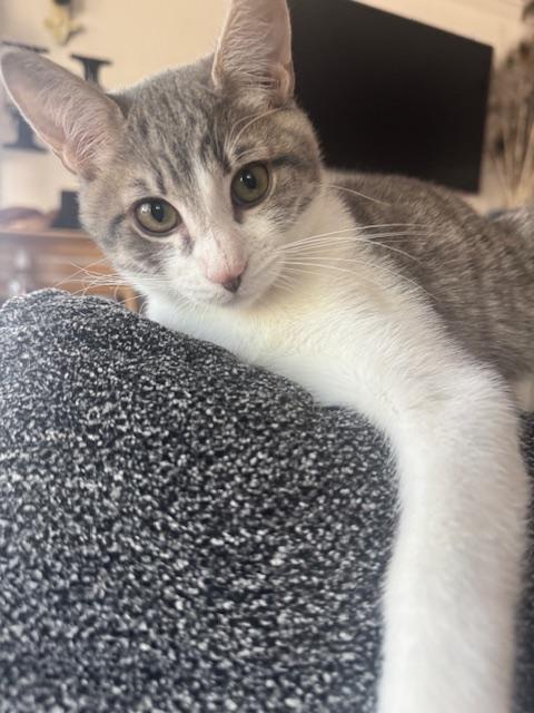 Zedd — thumbnail 6