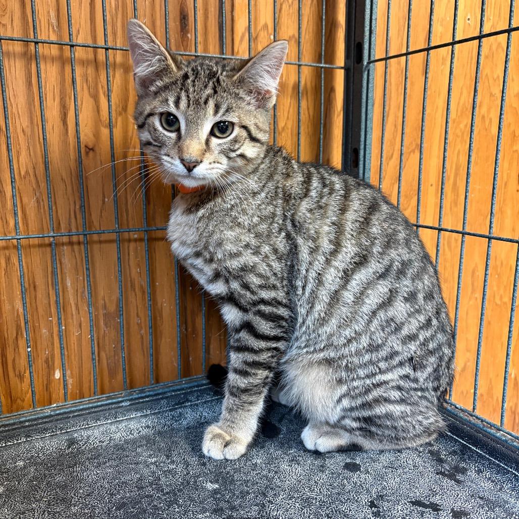 Castor, Adoptable, Kitten Male American Shorthair.