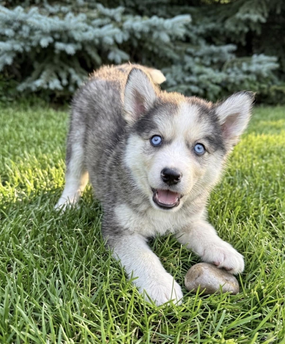 Mulberry, an adopted mixed breed in Hales corners, WI image 3/3