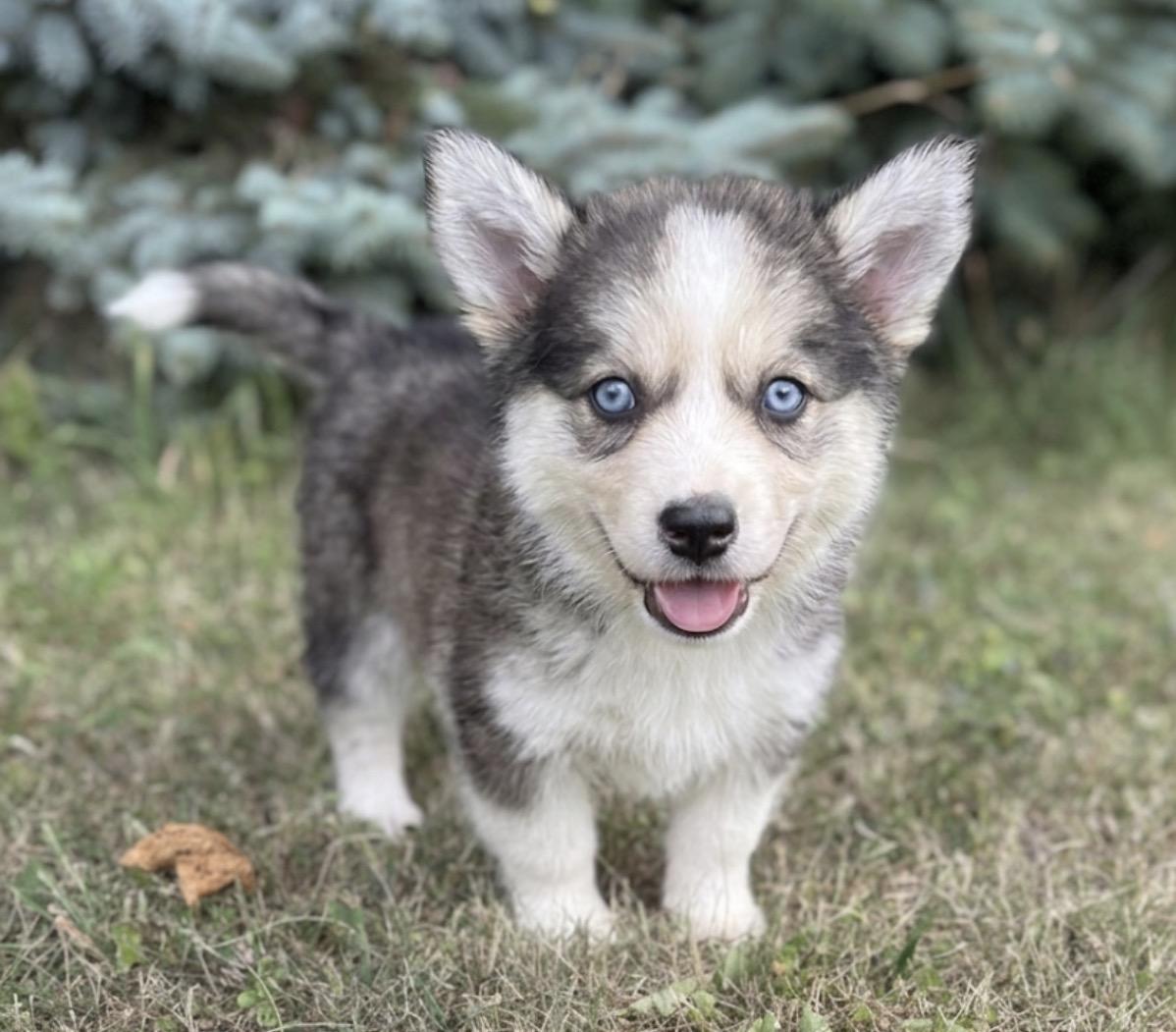 Mulberry, an adopted mixed breed in Hales corners, WI image 2/3