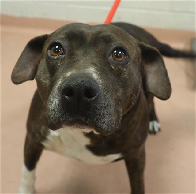 LOVER, Adoptable, Adult Female Mixed Breed.