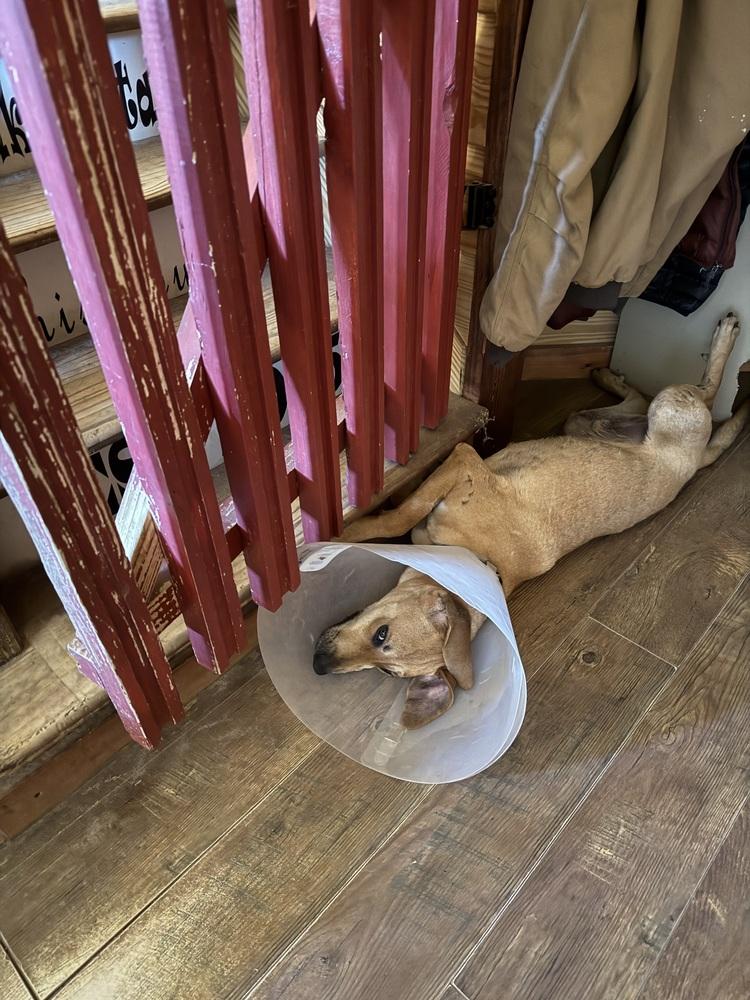 Dusty, Adoptable, Young Male Hound.