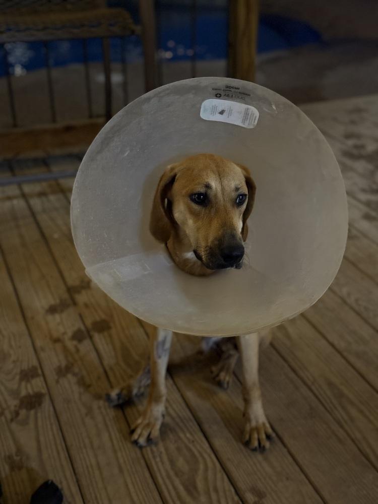 Enlarge Dusty, a Adoptable mixed breed in Oakwood, TX image 2/4