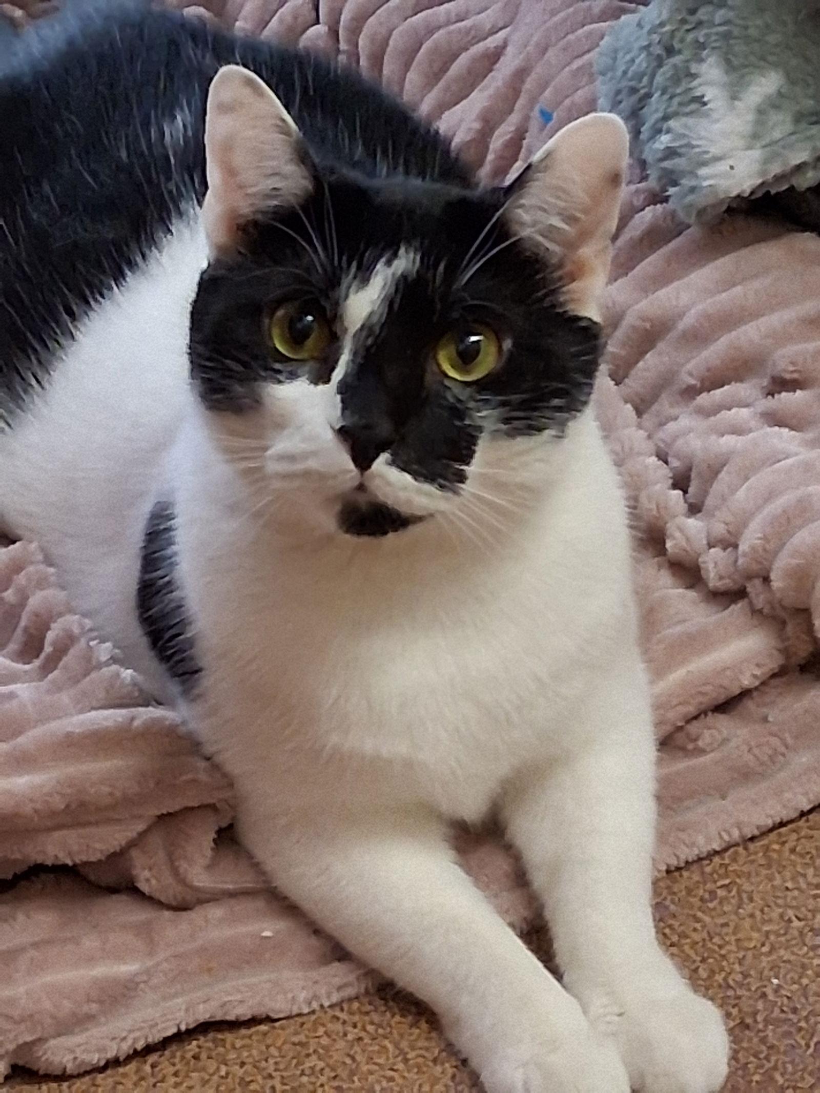 Enlarge Hawaii @ Medina Petsmart (New Video!), a Adoptable Domestic Medium Hair in Cuyahoga Falls, OH image 1/2