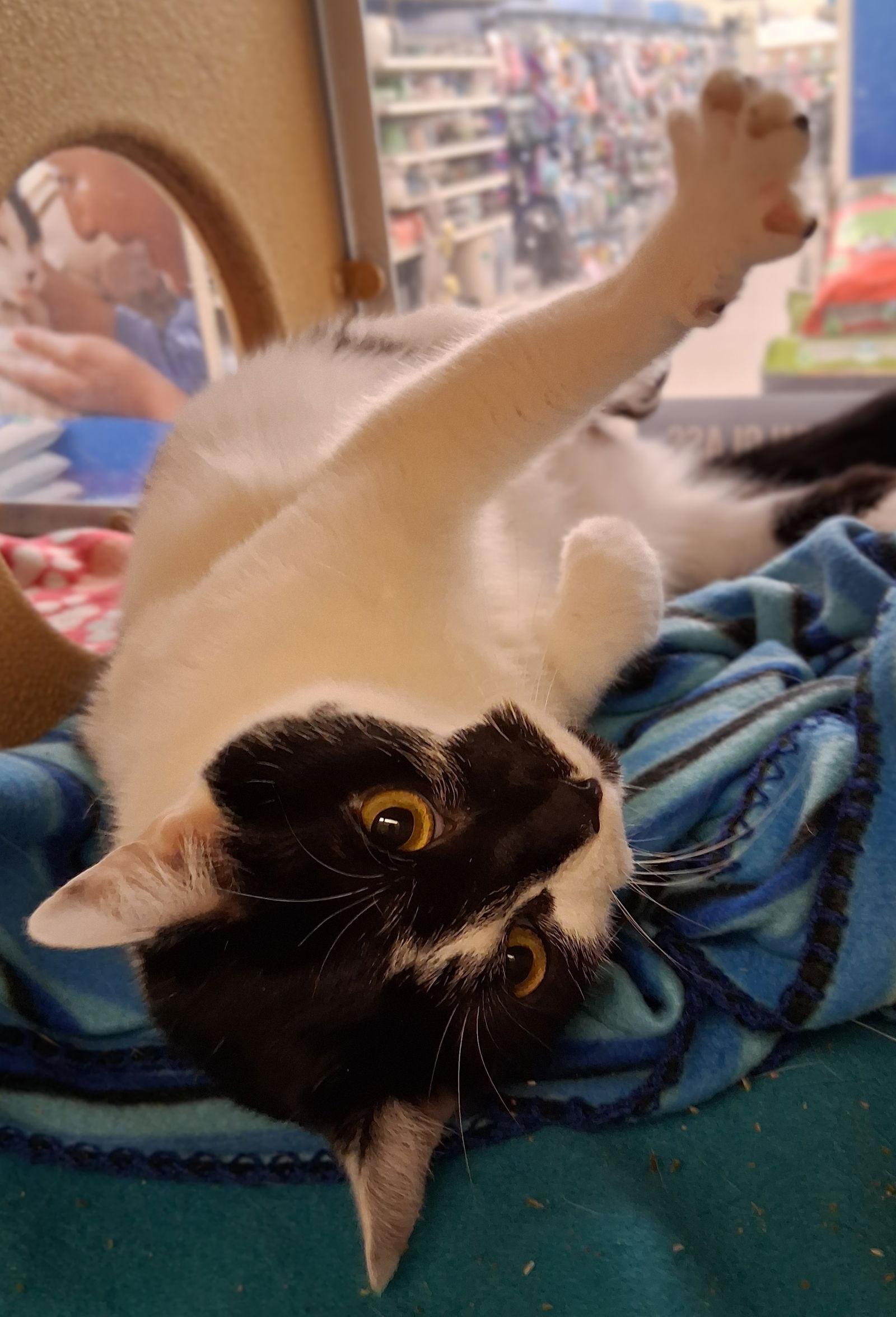 Enlarge Hawaii @ Medina Petsmart (New Video!), a Adoptable Domestic Medium Hair in Cuyahoga Falls, OH image 2/2