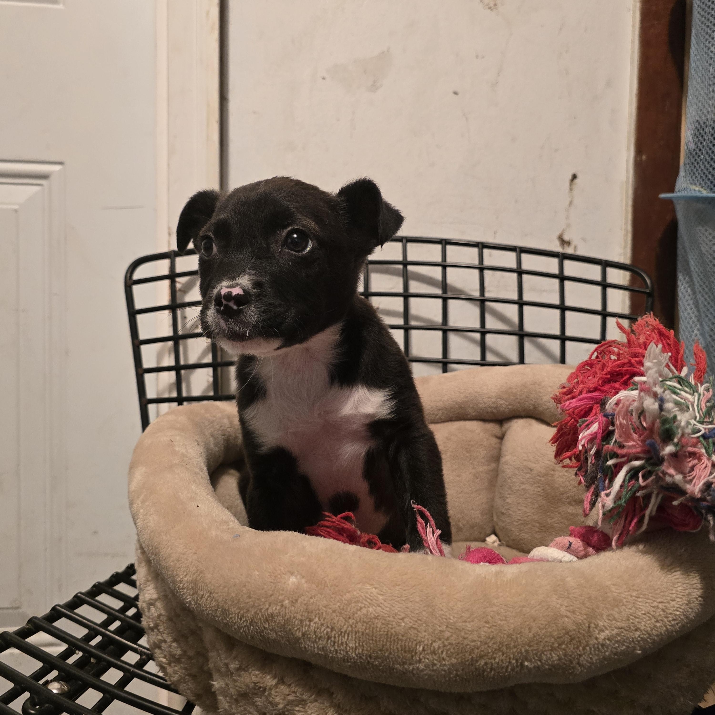 Enlarge Jingle, a ADOPTABLE mixed breed in Nyack, NY image 1/3