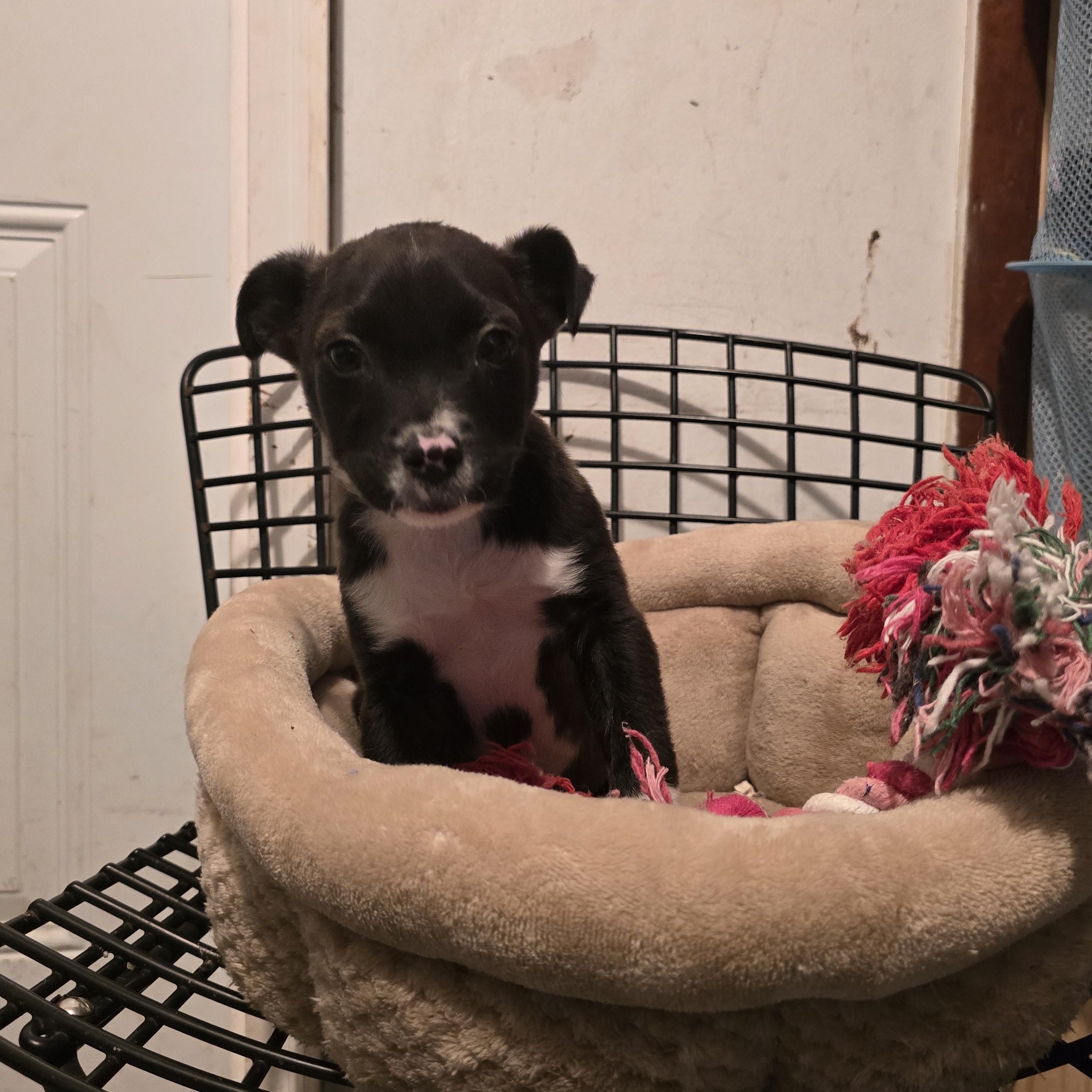 Enlarge Jingle, a ADOPTABLE mixed breed in Nyack, NY image 2/3