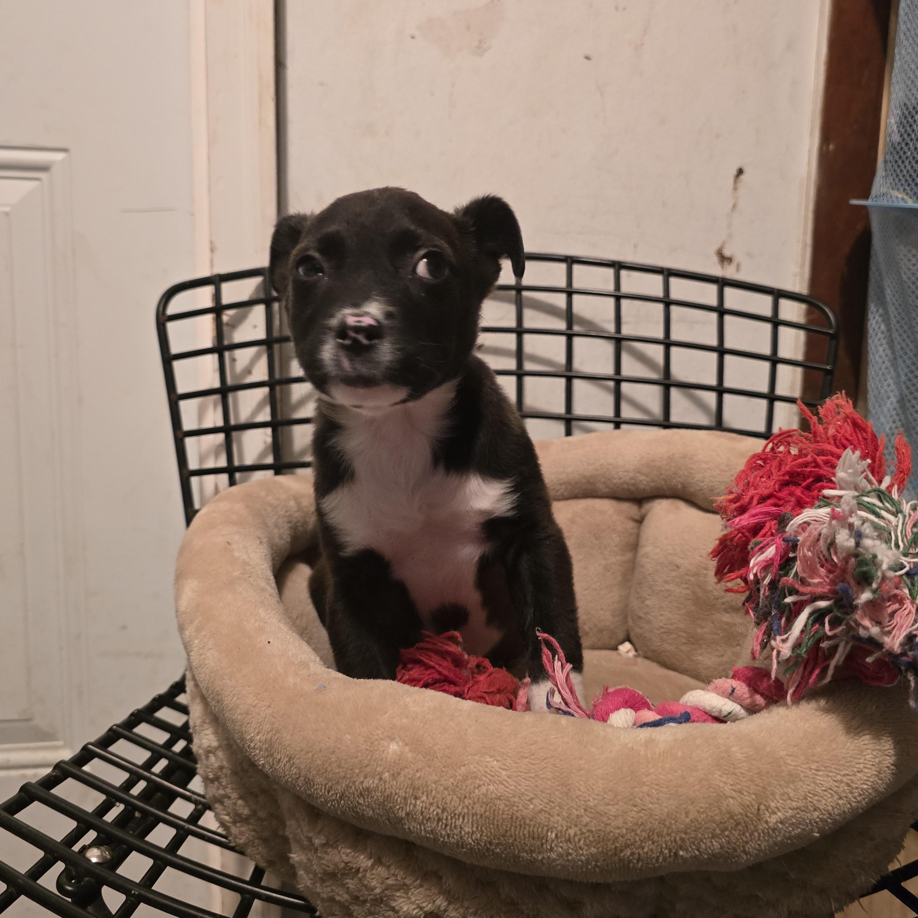 Enlarge Jingle, a ADOPTABLE mixed breed in Nyack, NY image 3/3